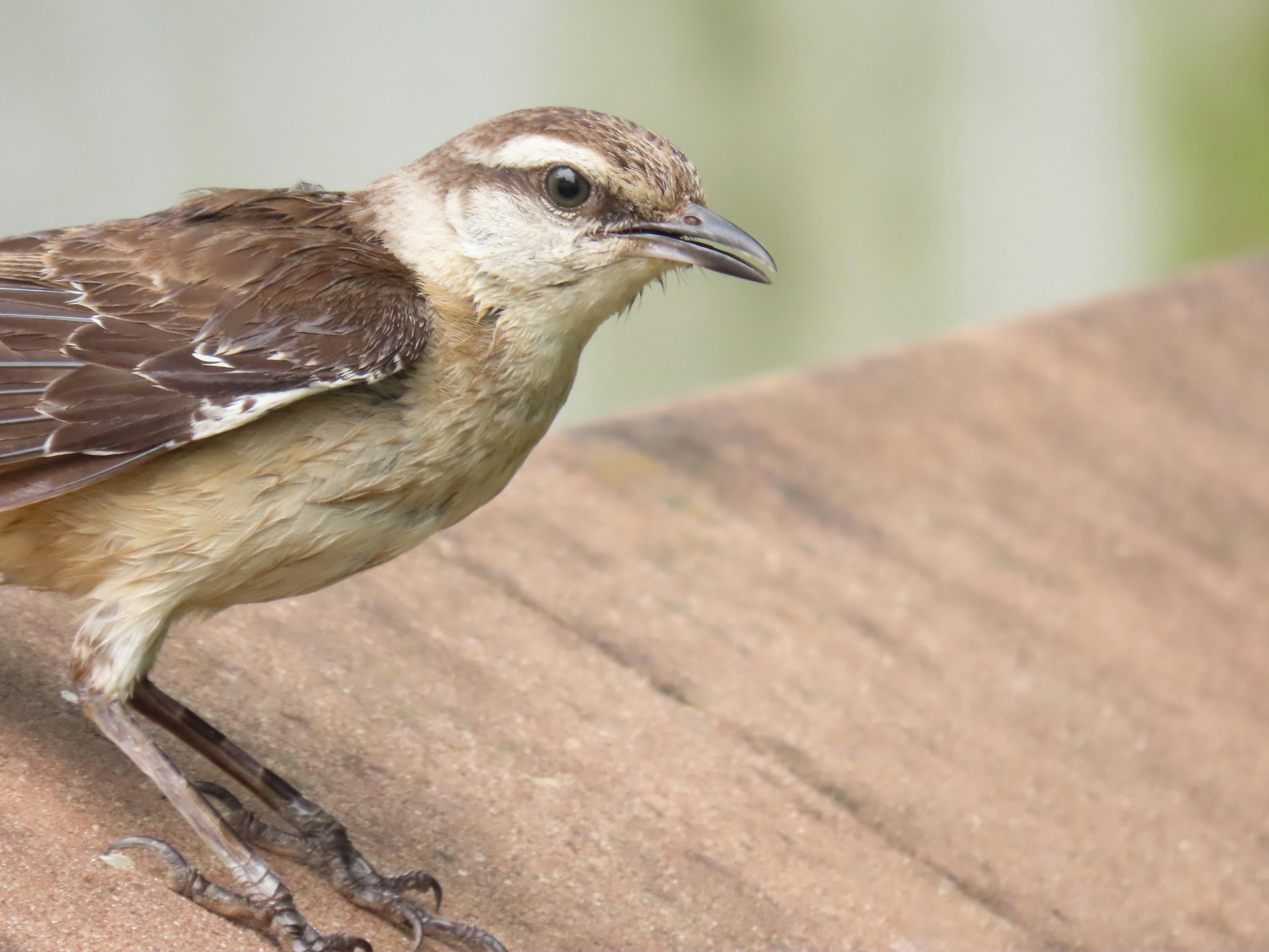 Photo by patricianicoloso