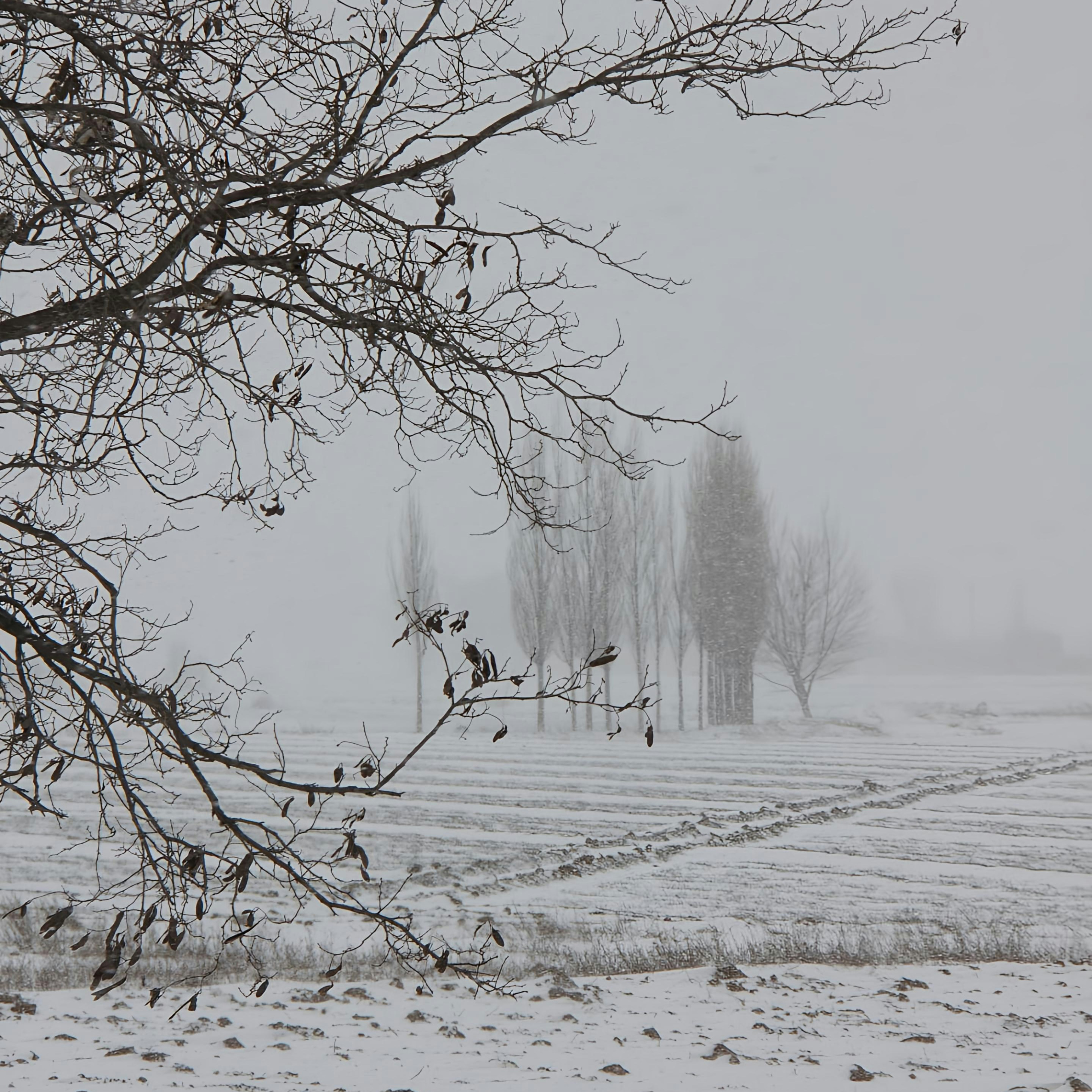 A snow covered field with trees in the distance