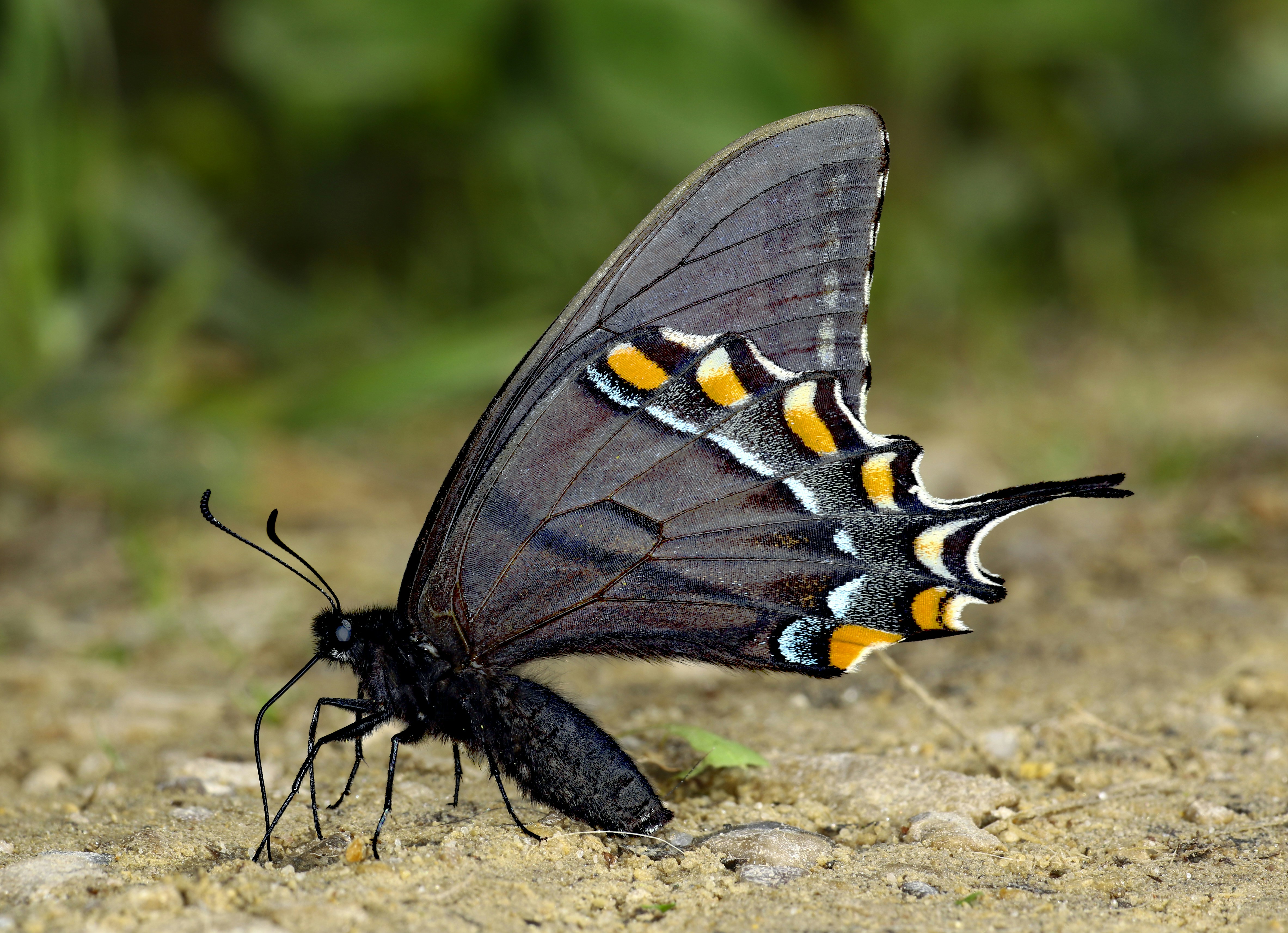 Una mariposa negra con marcas naranjas y azules en sus alas foto – Imagen  de Mariposa gratuita en Unsplash, image size:3000x2173