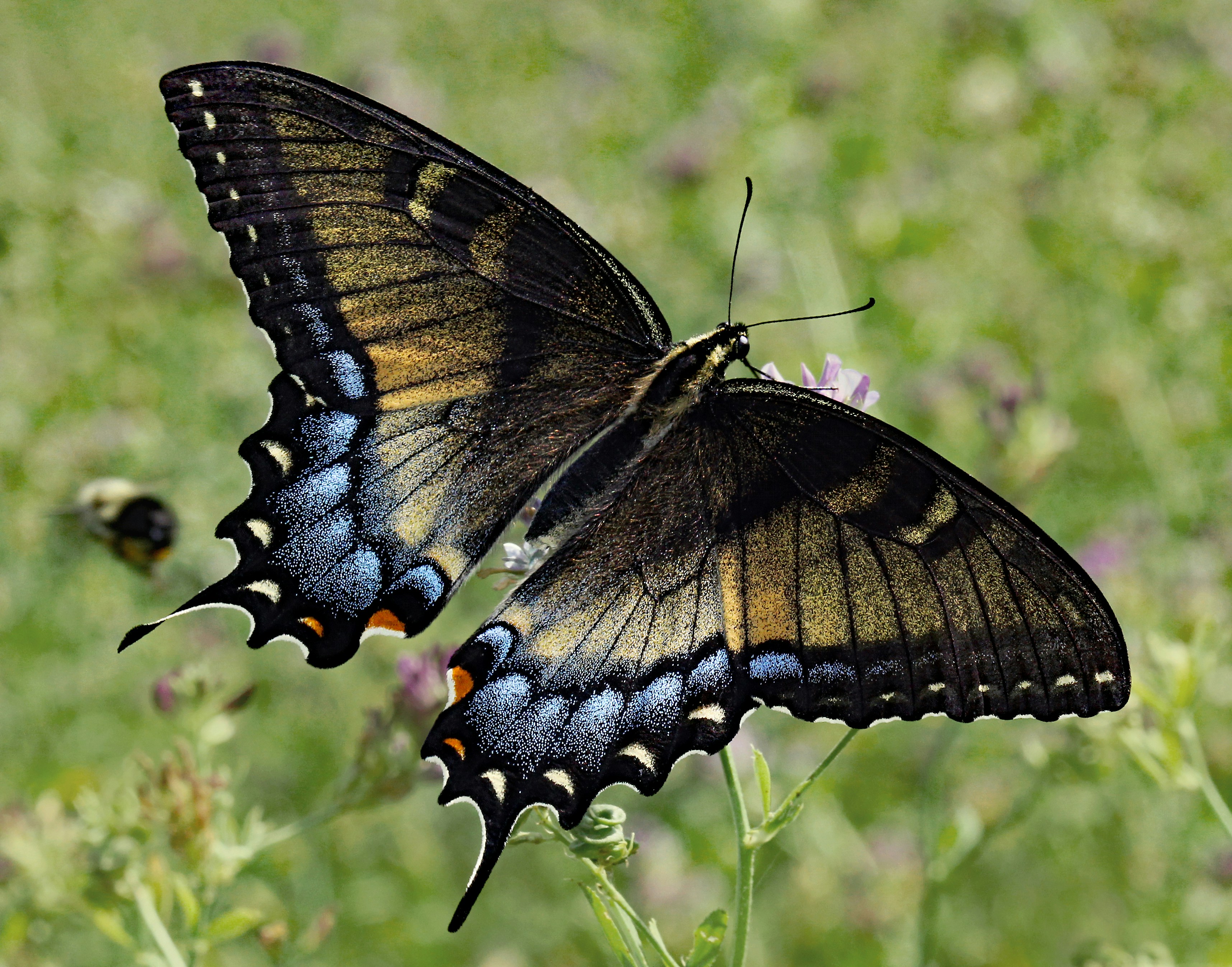 Photo by telliottmbamsc