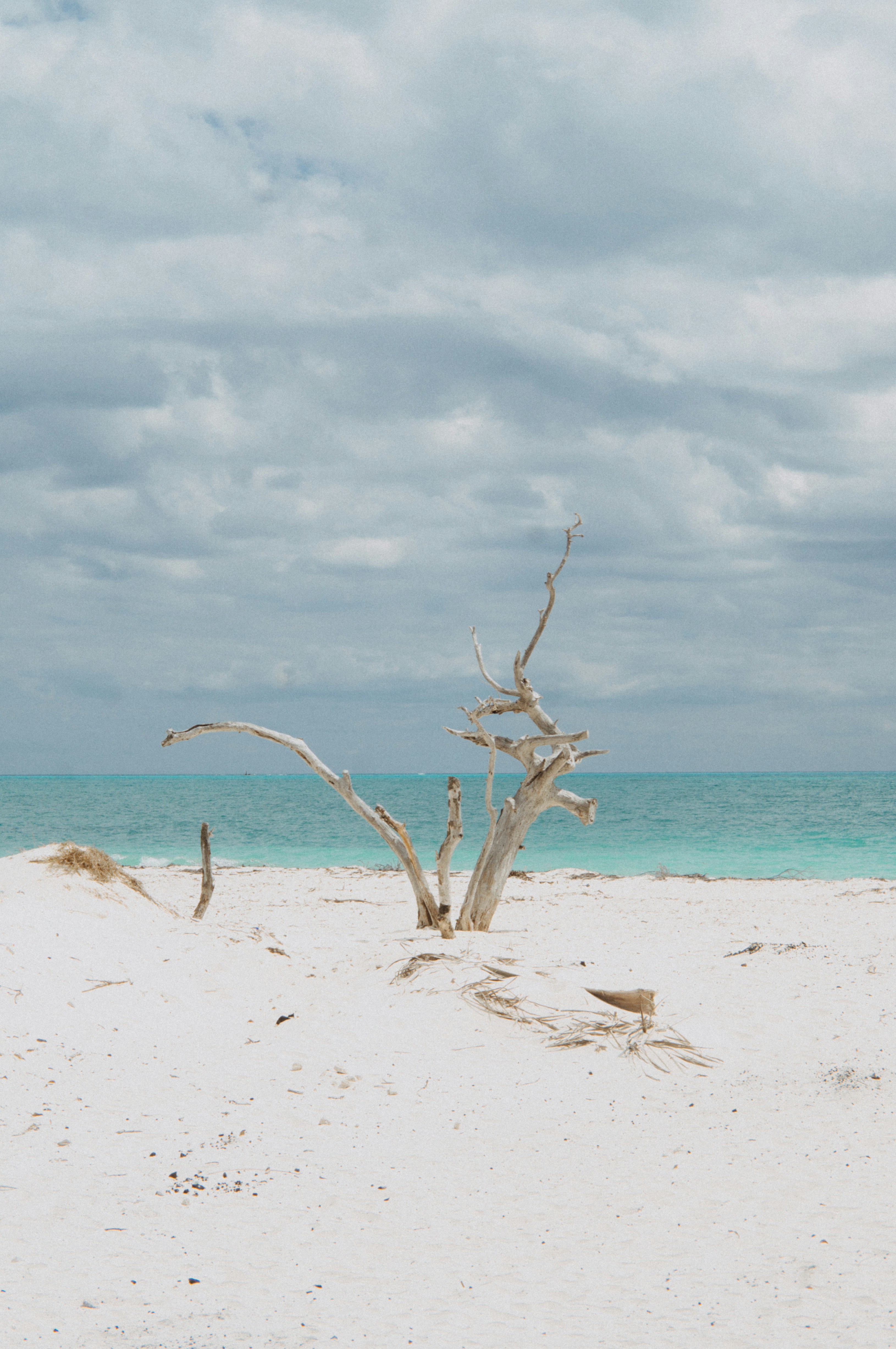 A lone tree on a beach with the ocean in the background