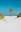 A lone tree on a sandy beach near the ocean