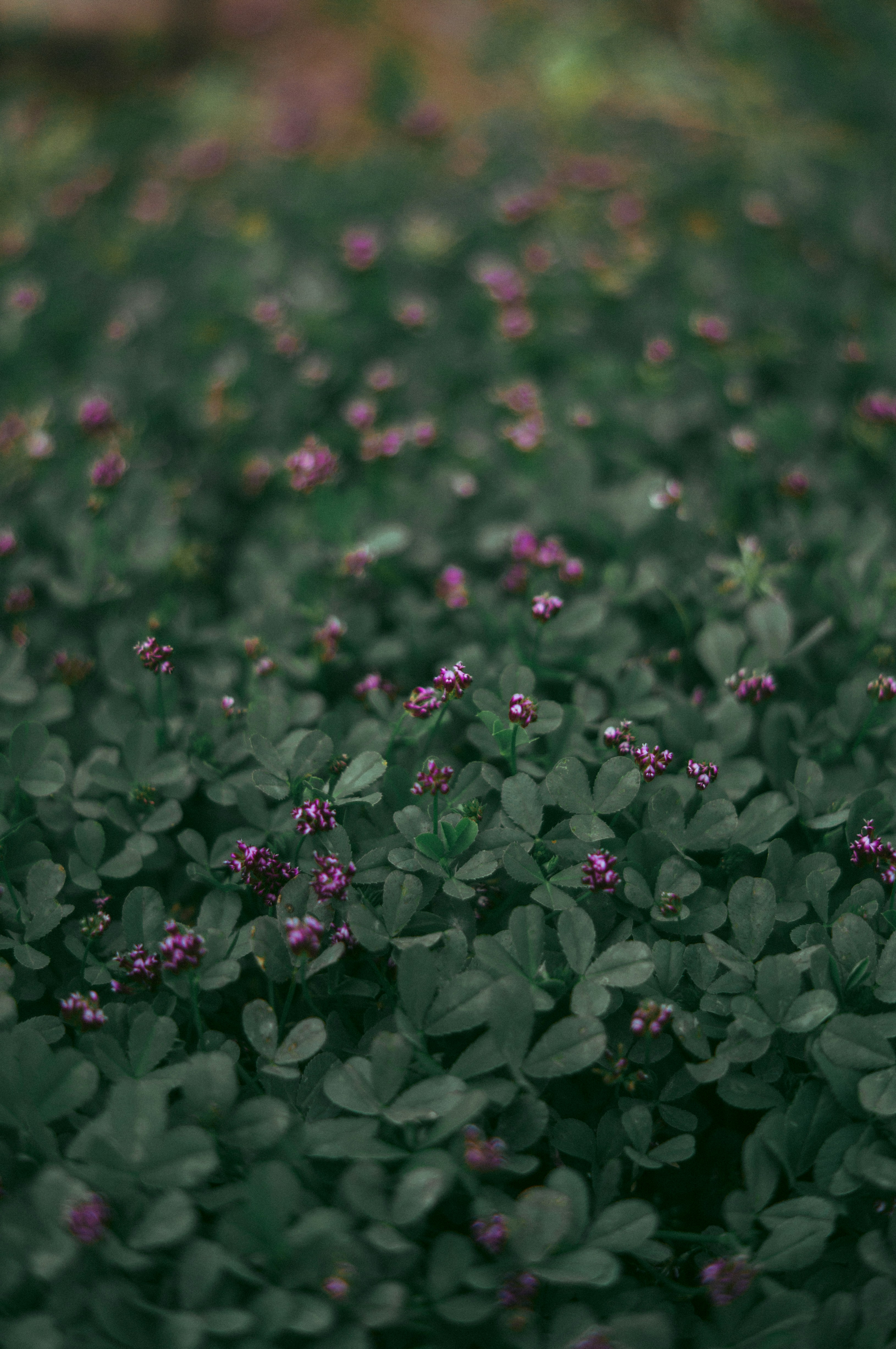 Photo by milo_contreras