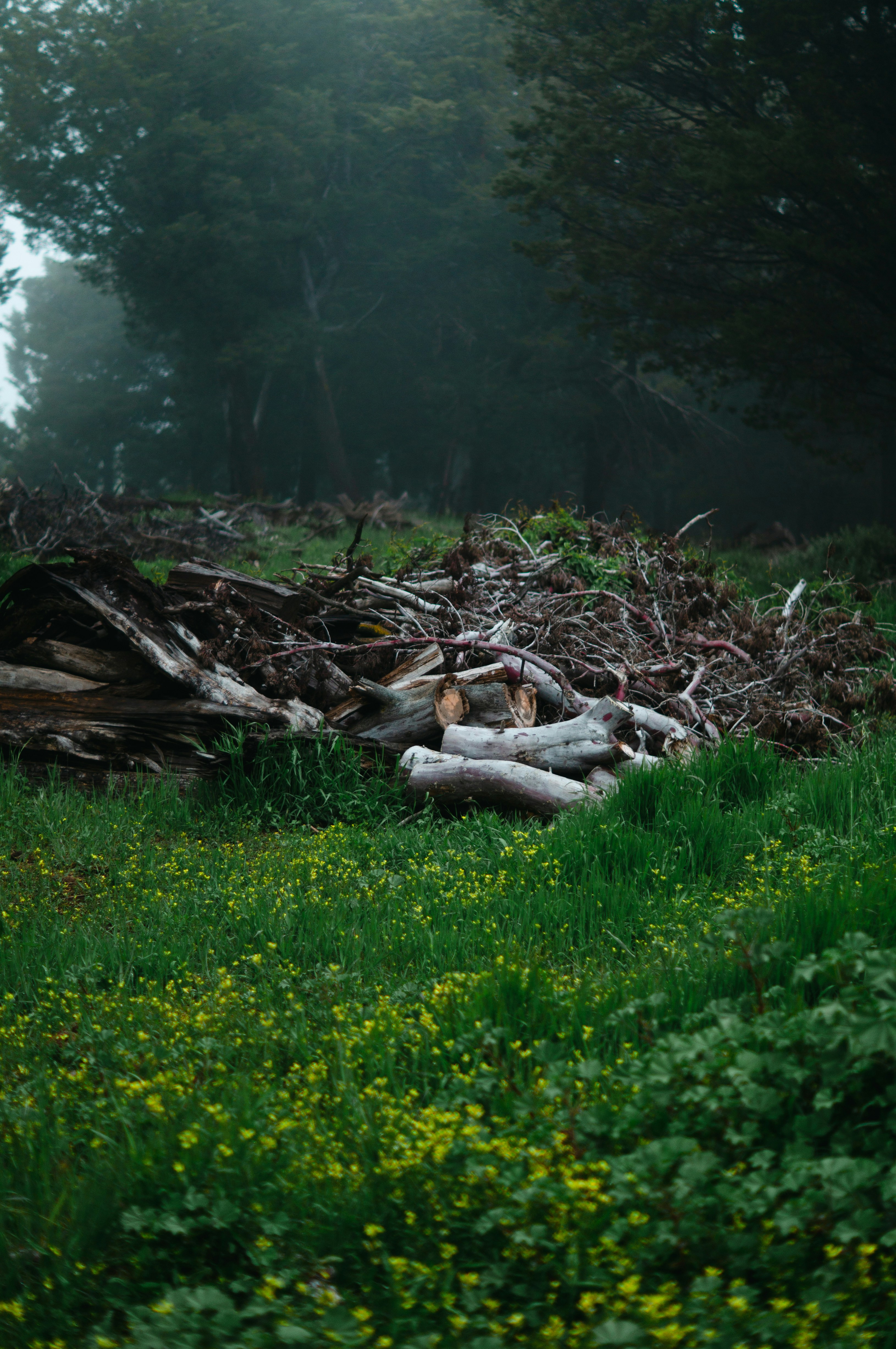 Fotomural A pile of wood sitting in the middle of a forest