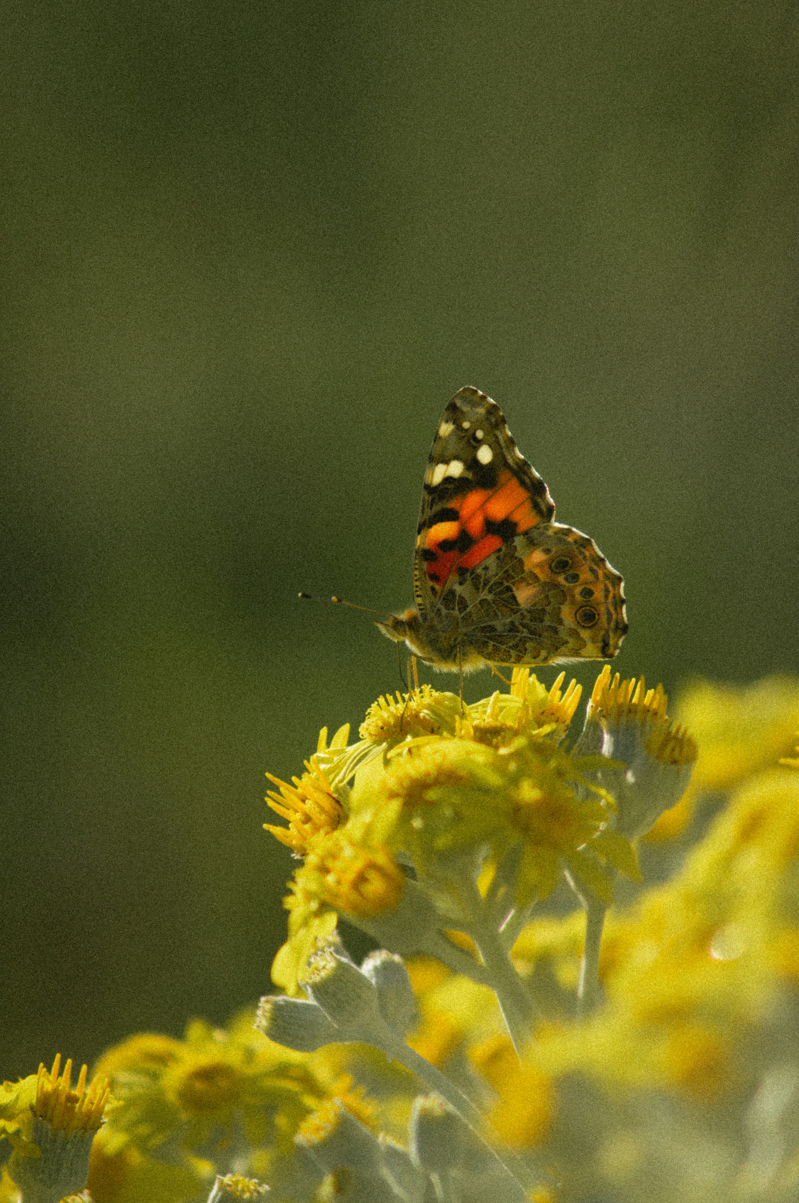 A red and black butterfly sitting on a yellow flower
