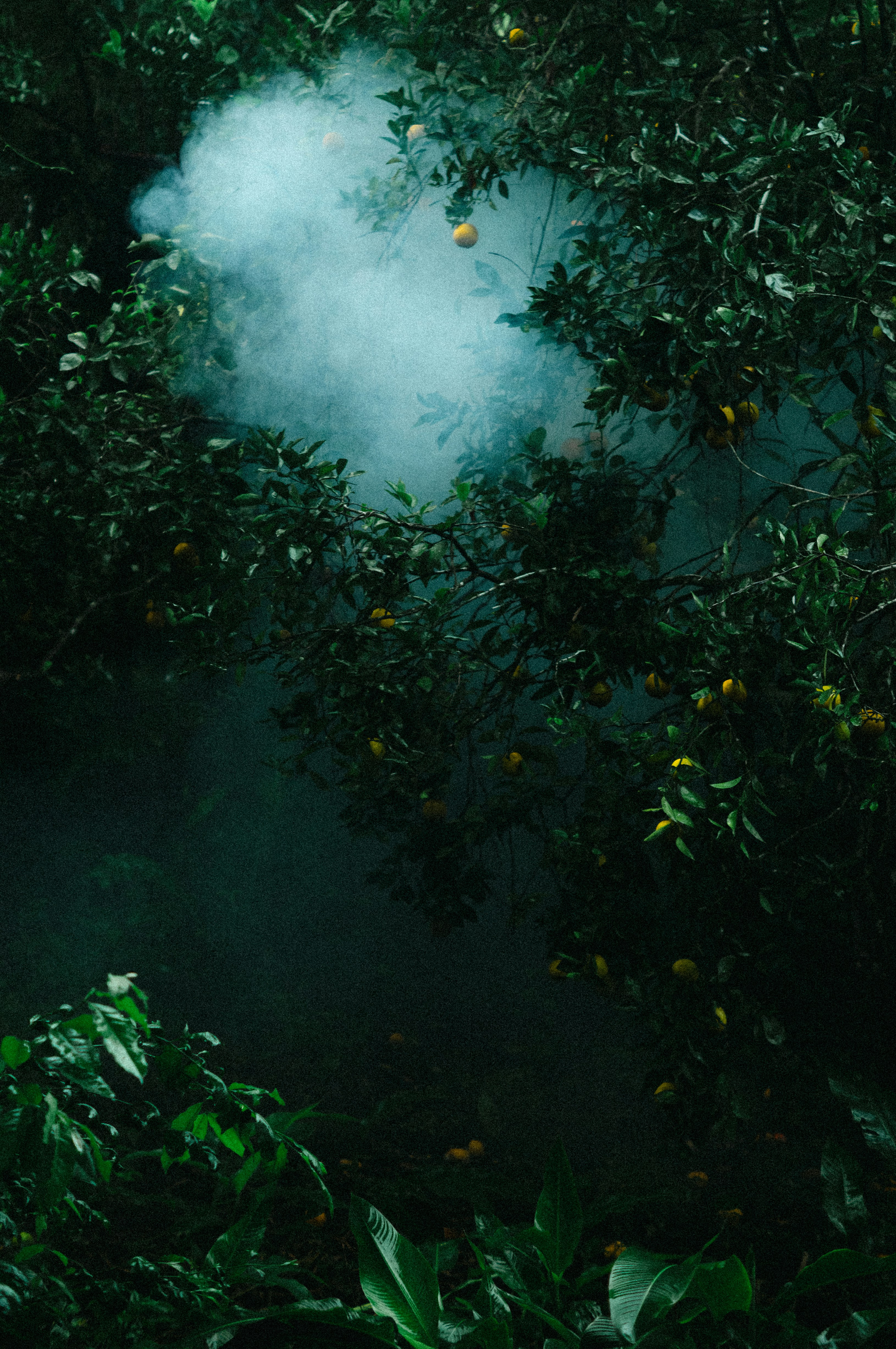 Smoke coming out of a hole in the forest