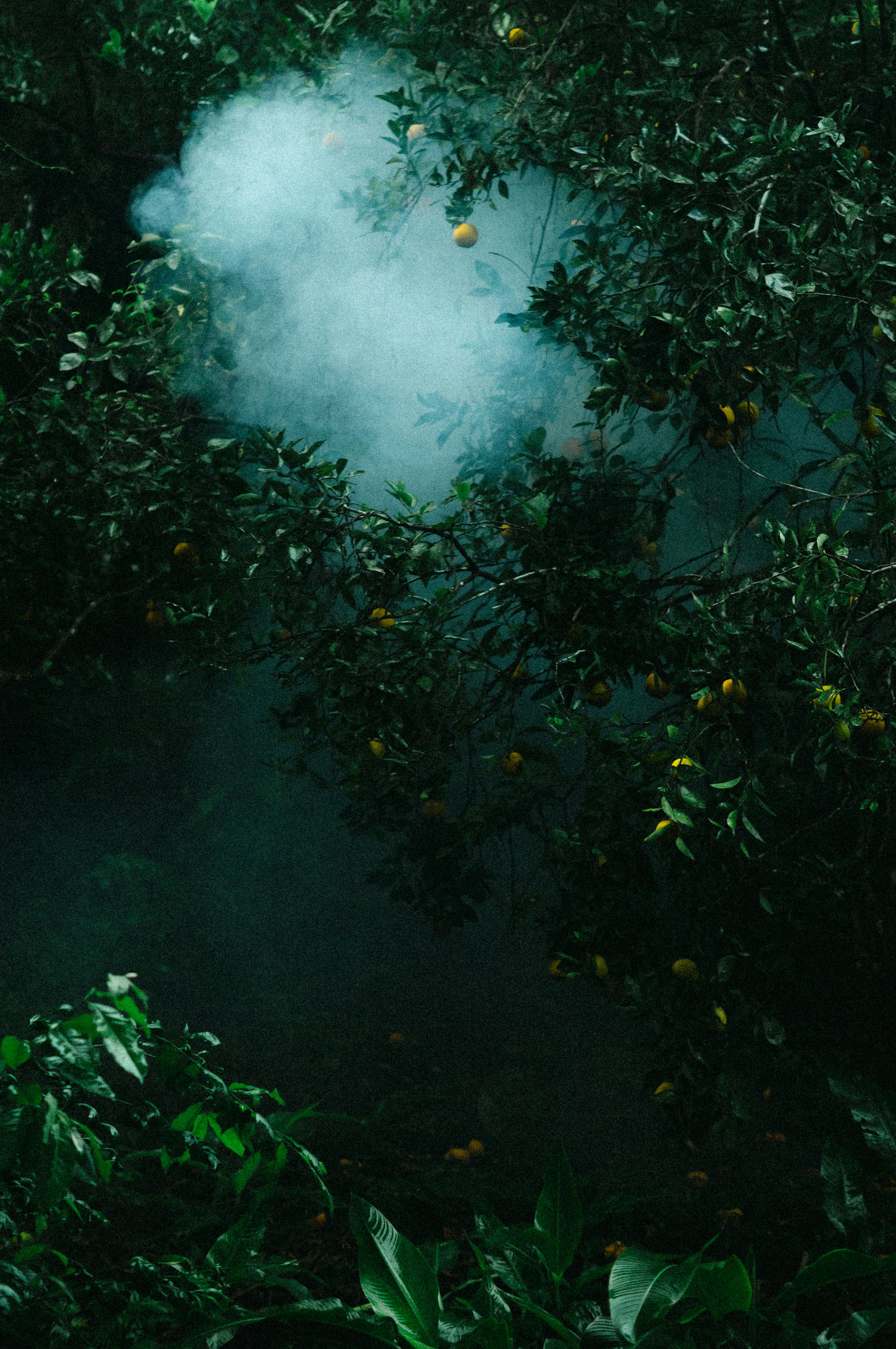 Smoke coming out of a hole in the forest