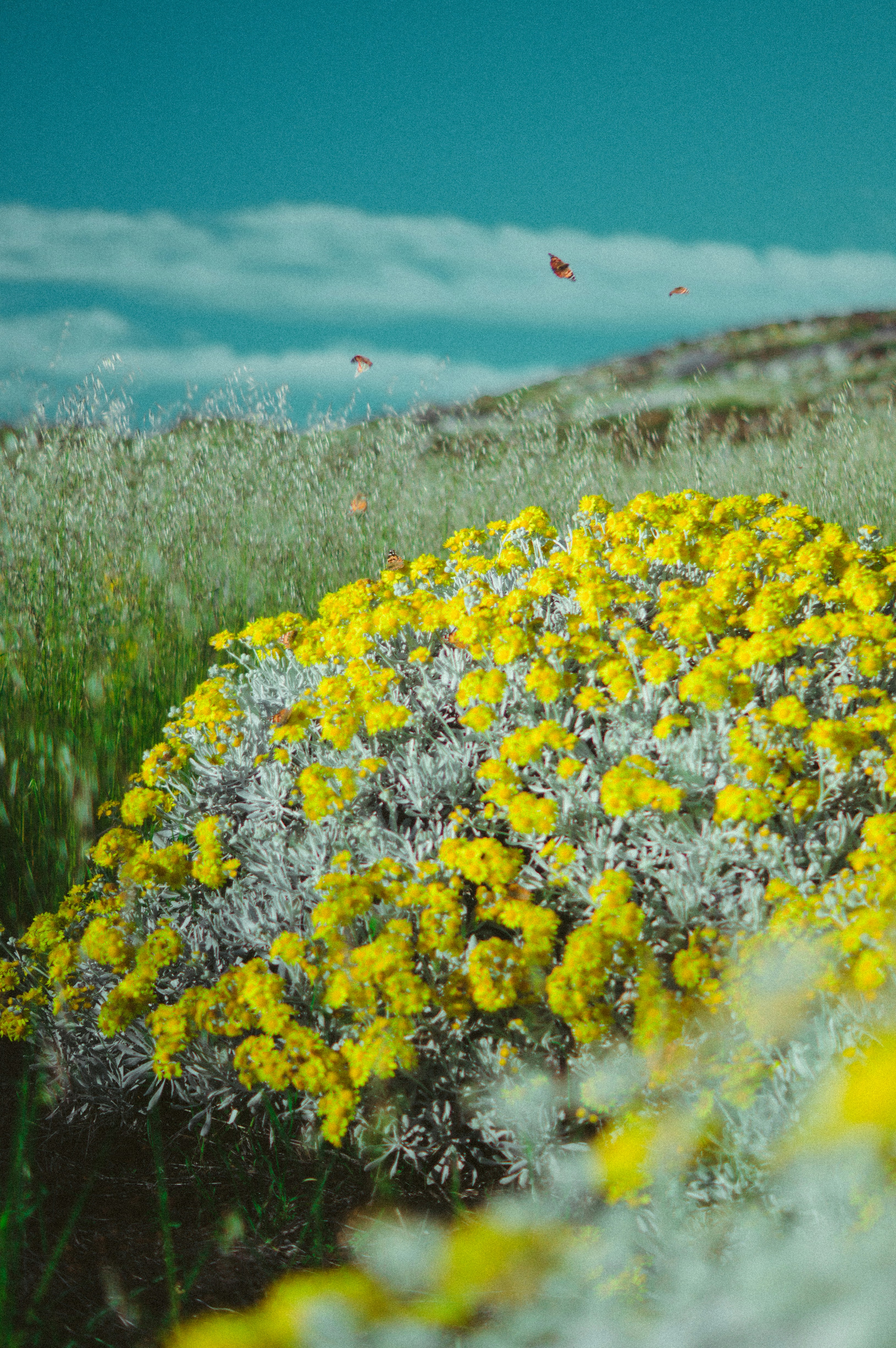 A field full of yellow and white flowers