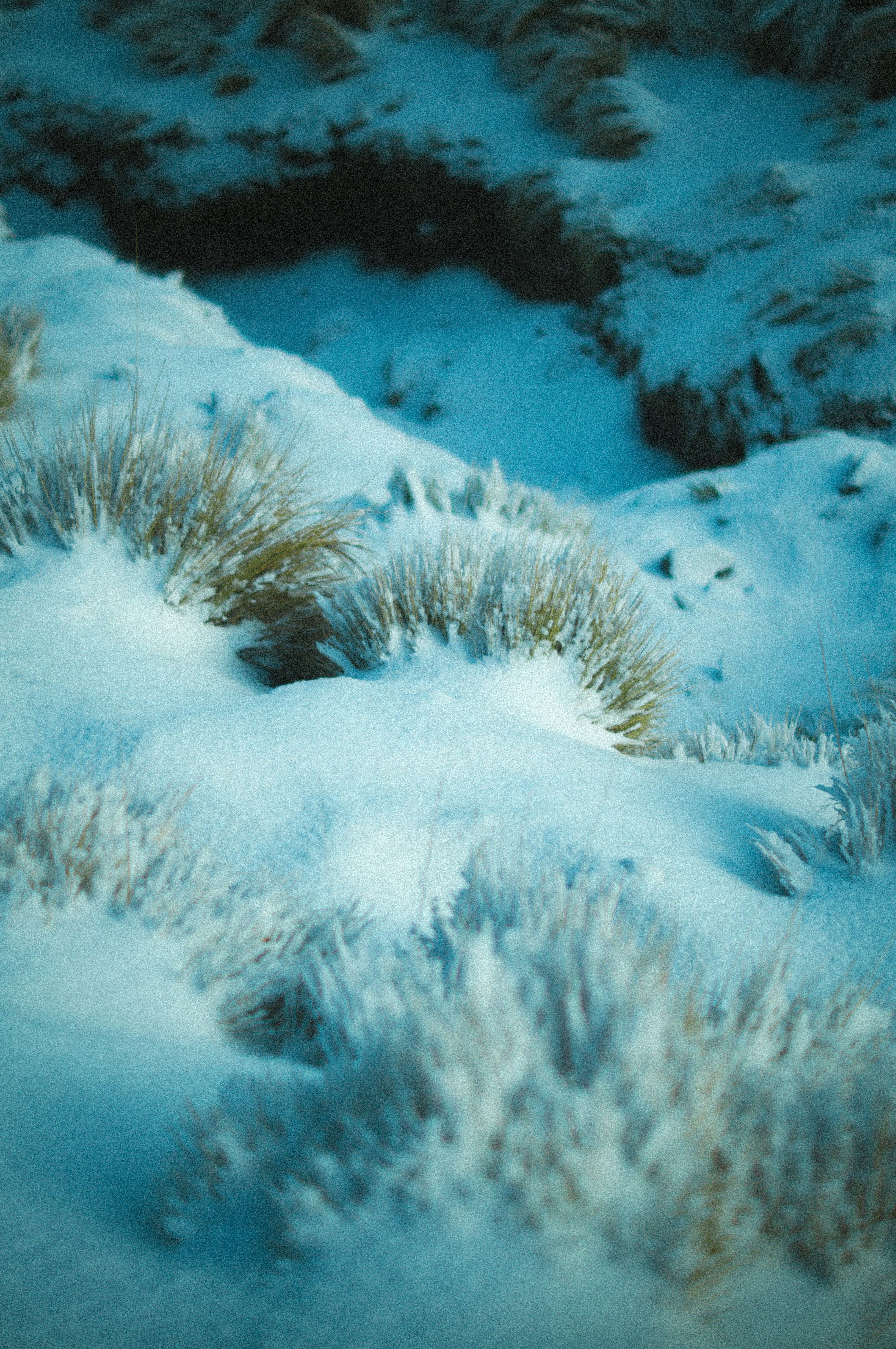 A bunch of plants that are covered in snow