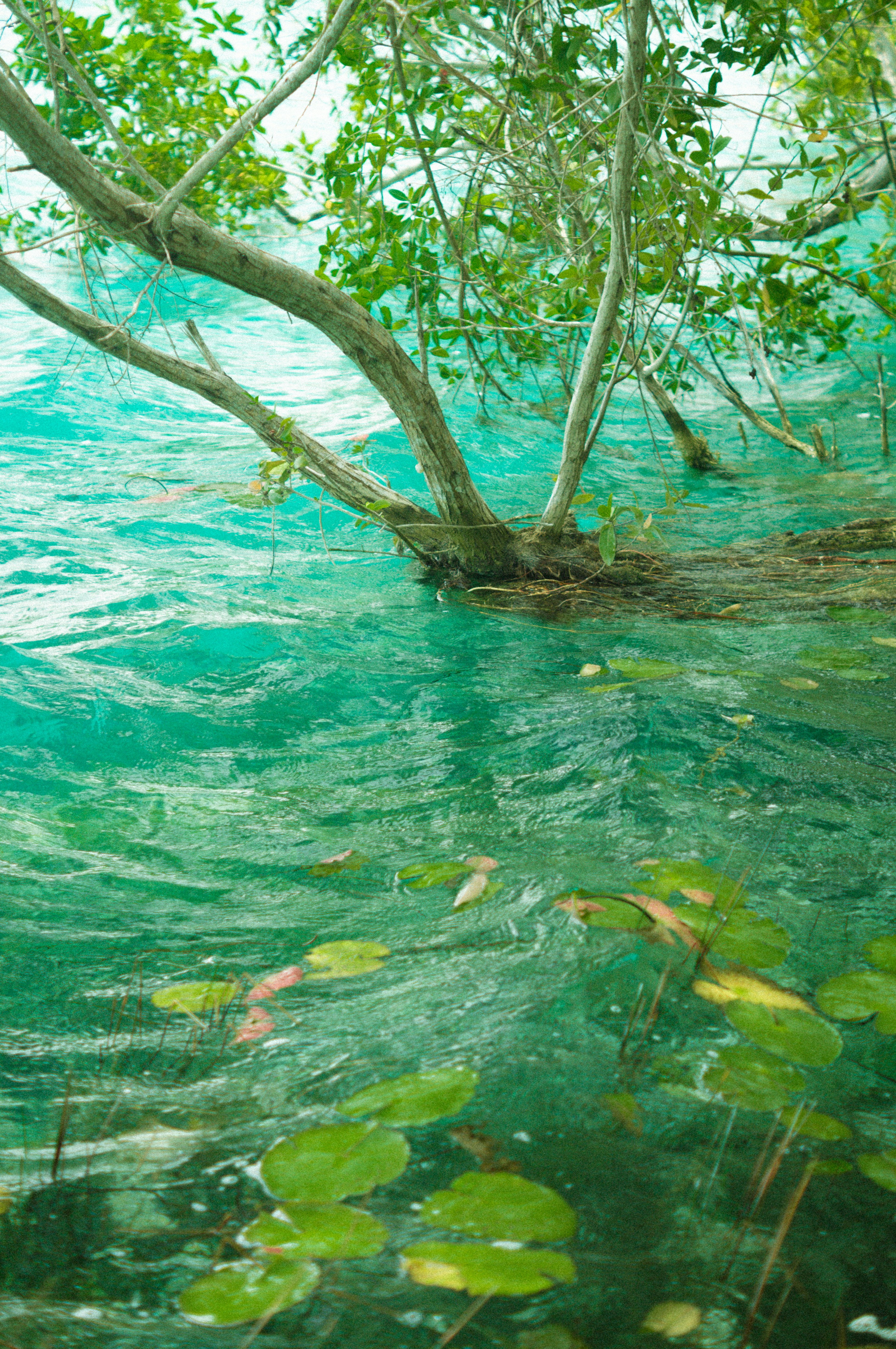 A body of water surrounded by trees and water lilies