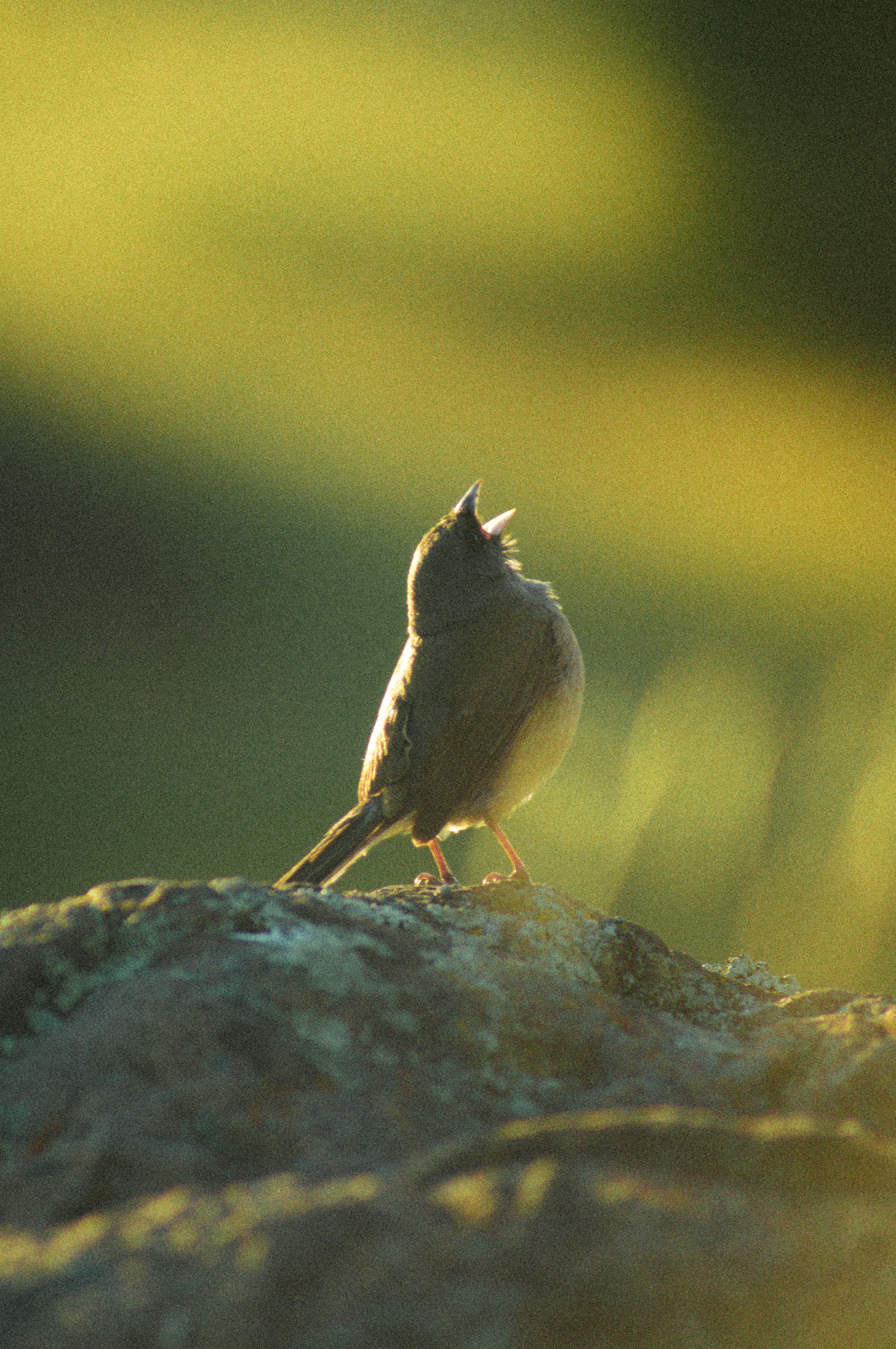 A small bird sitting on top of a rock
