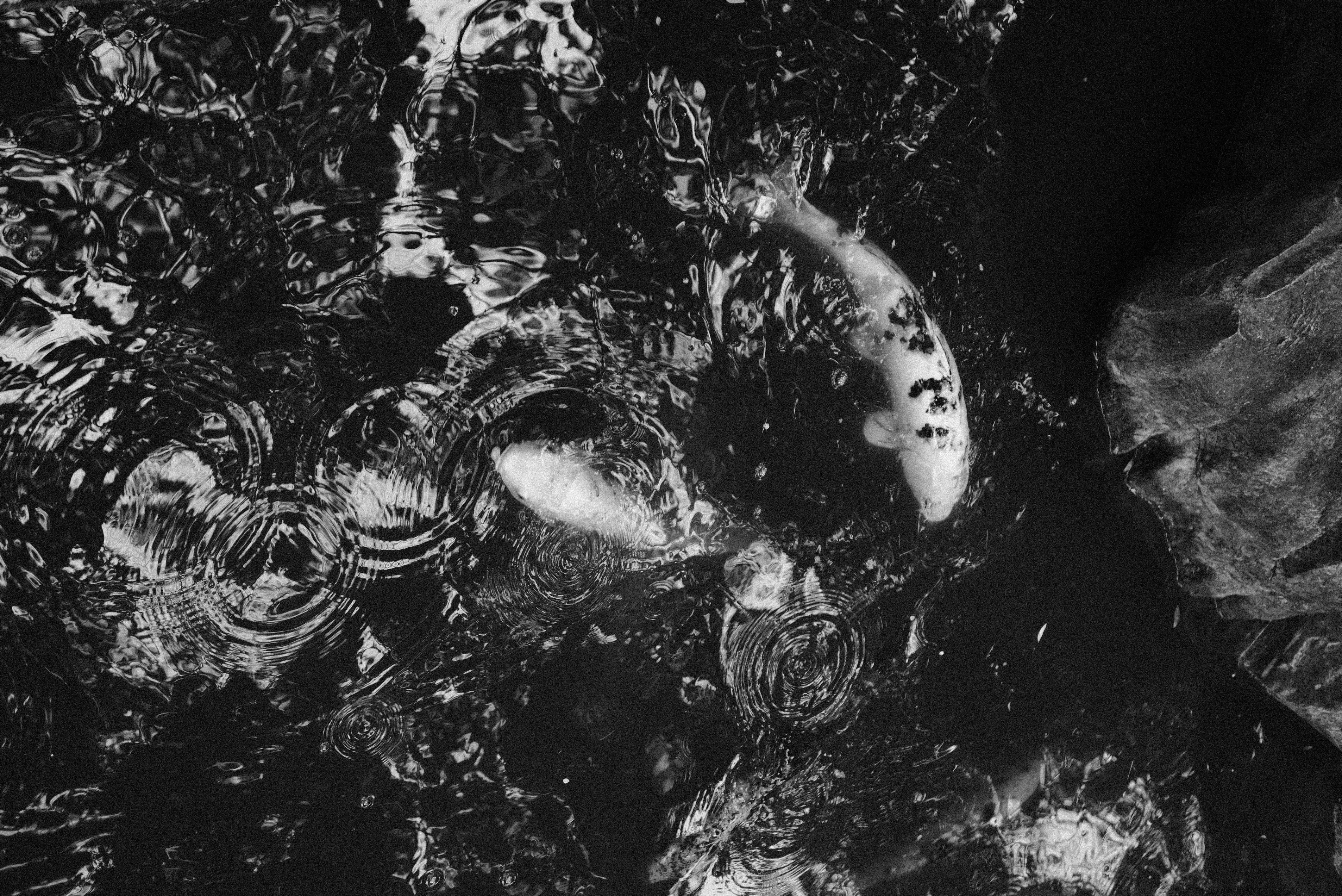 The Mysterious Case of Raining Animals (image credits: unsplash)