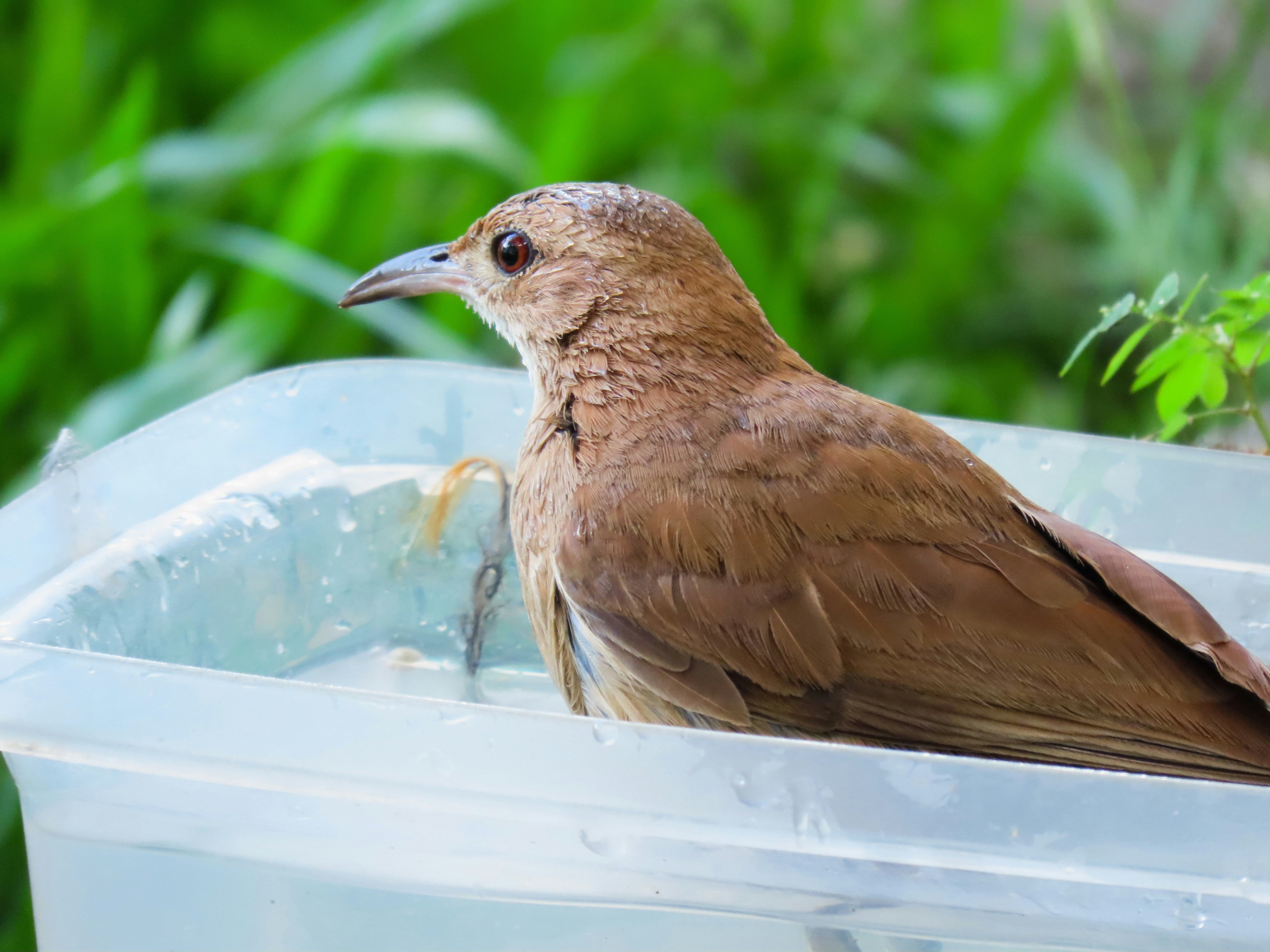 Bird Bathing Tips at Home Complete Care Guide