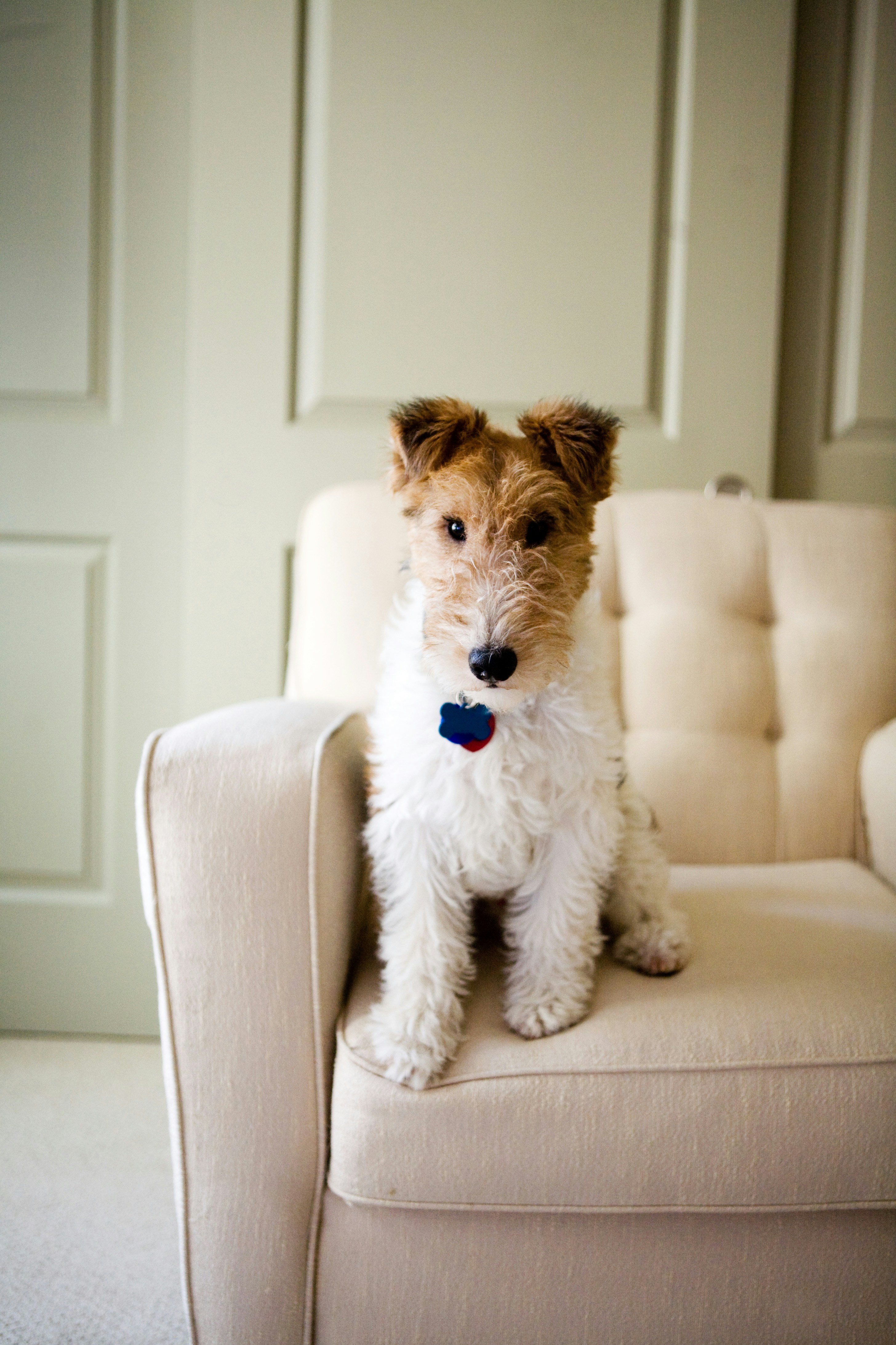 A terrier dog sits on a comfortable chair.