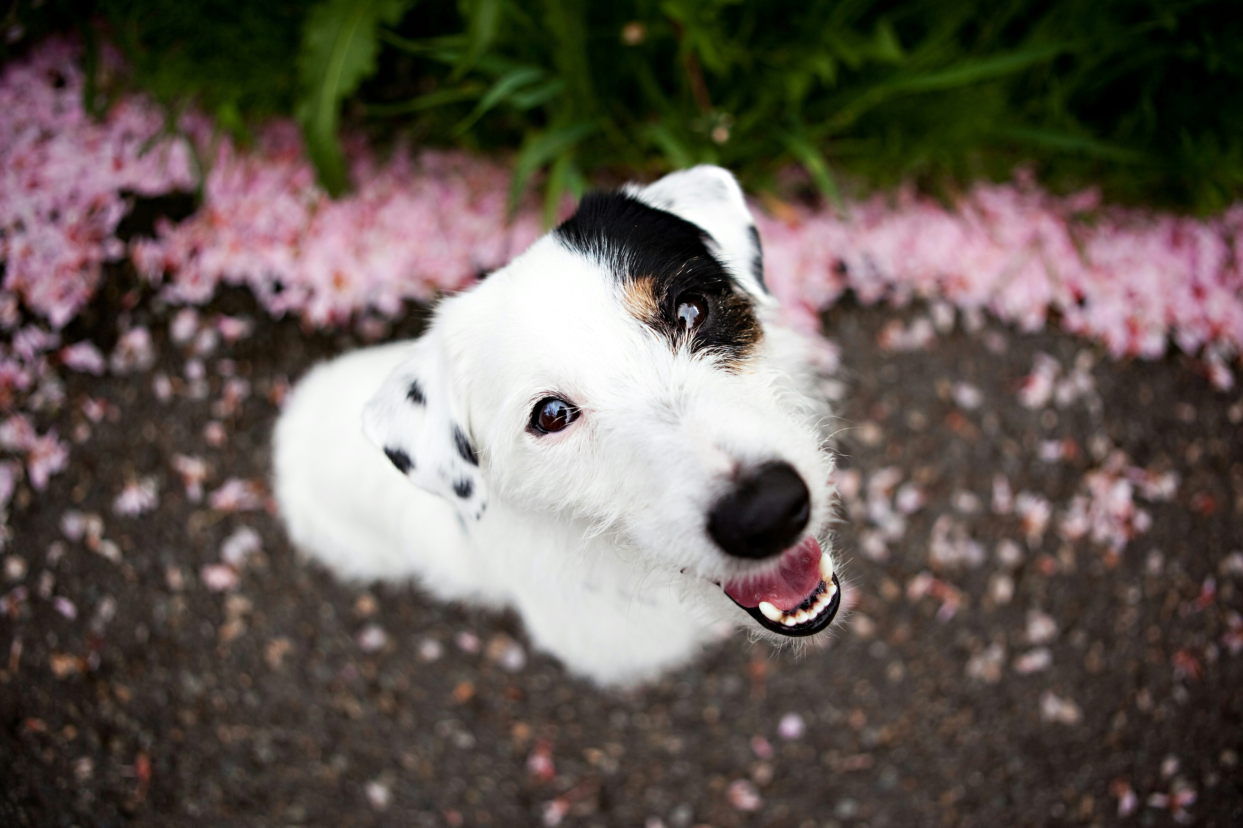 Happy dog sitting amongst pink petals.