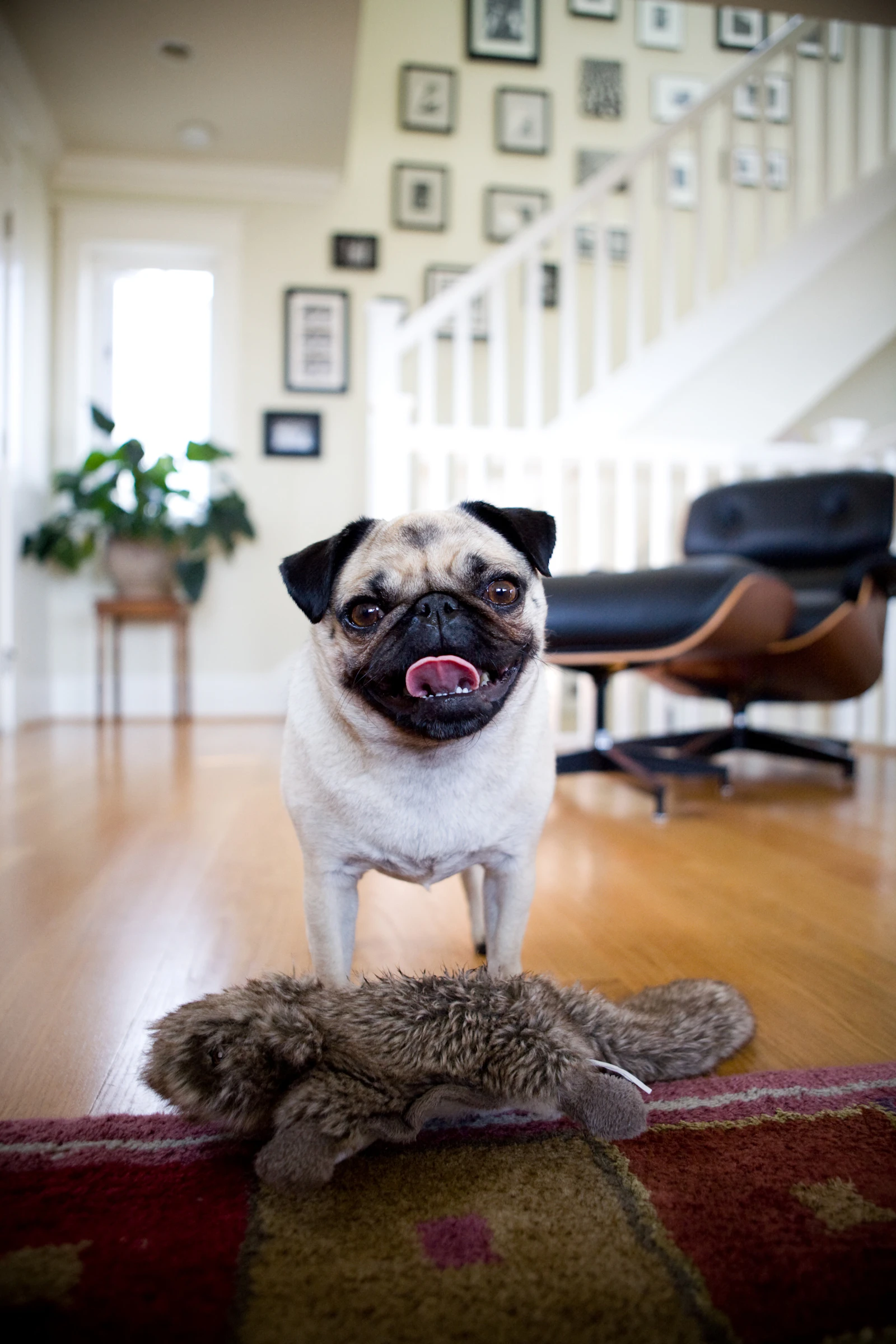 Pug standing indoors beside a plush toy