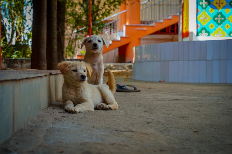 Best Pet-Friendly Cafes in Mumbai Where Your Dog Is as Welcome as You