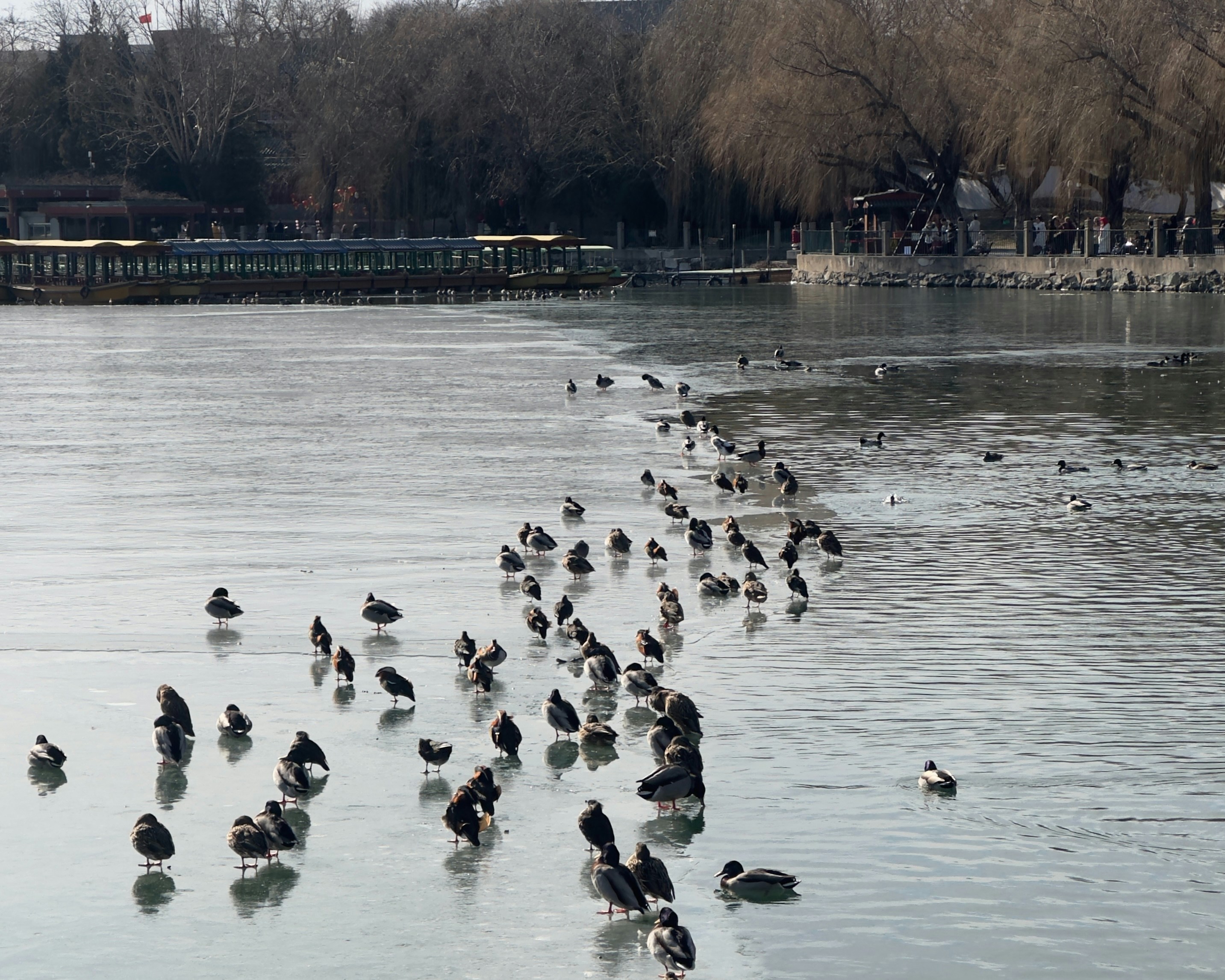 A flock of birds standing on top of a frozen lake