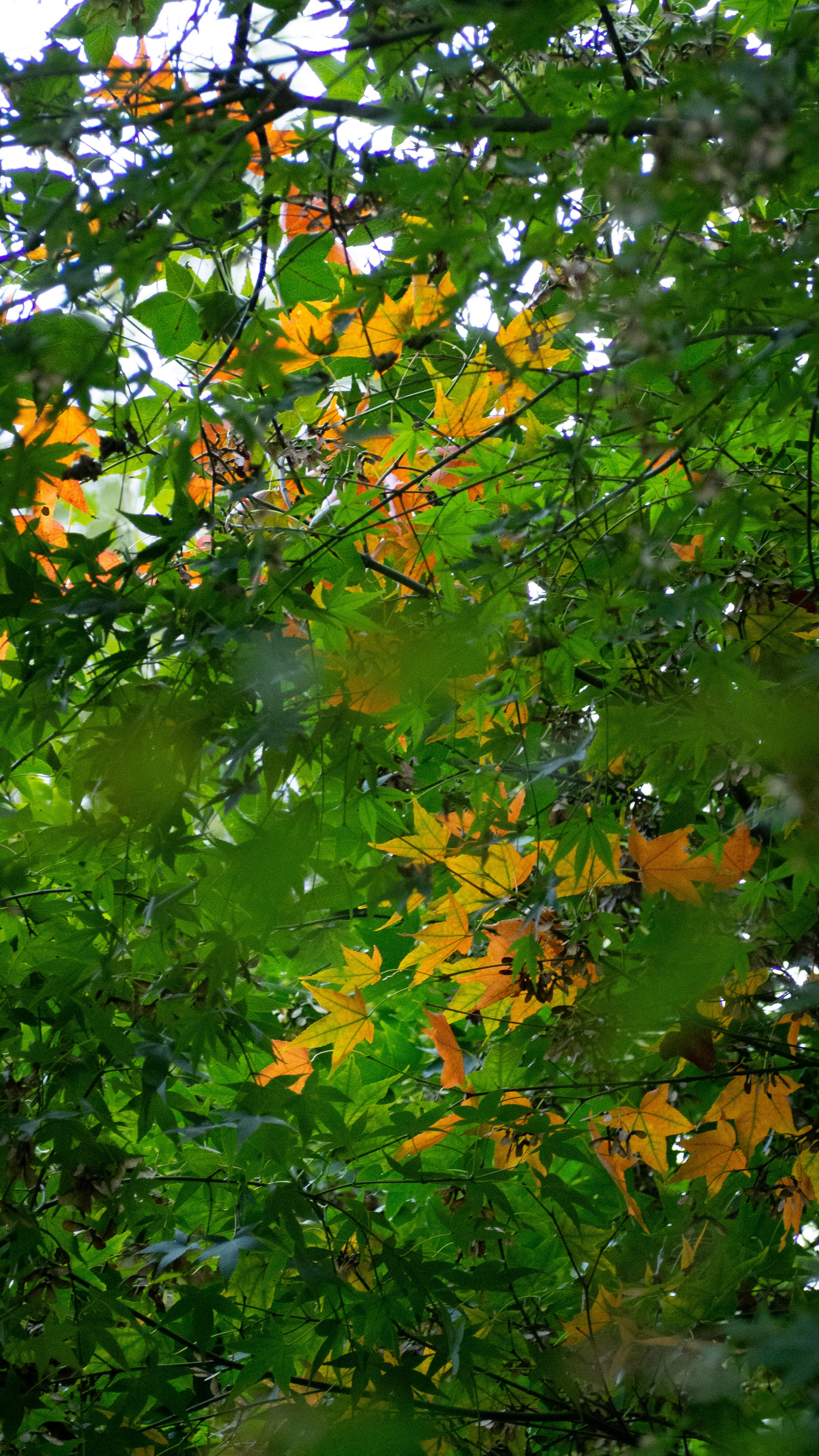 Photo by siriusharrison