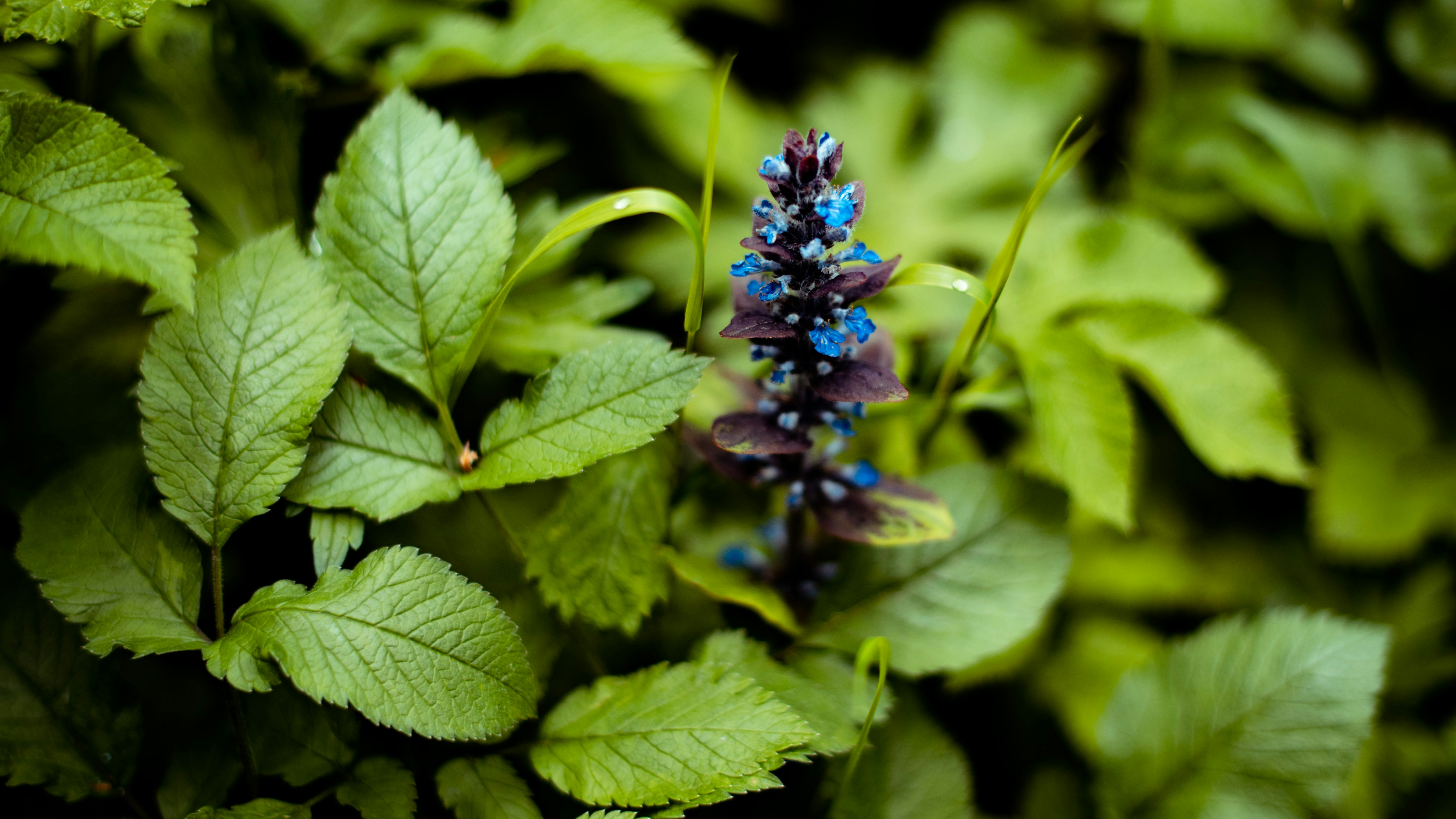 A blue flower surrounded by green leaves