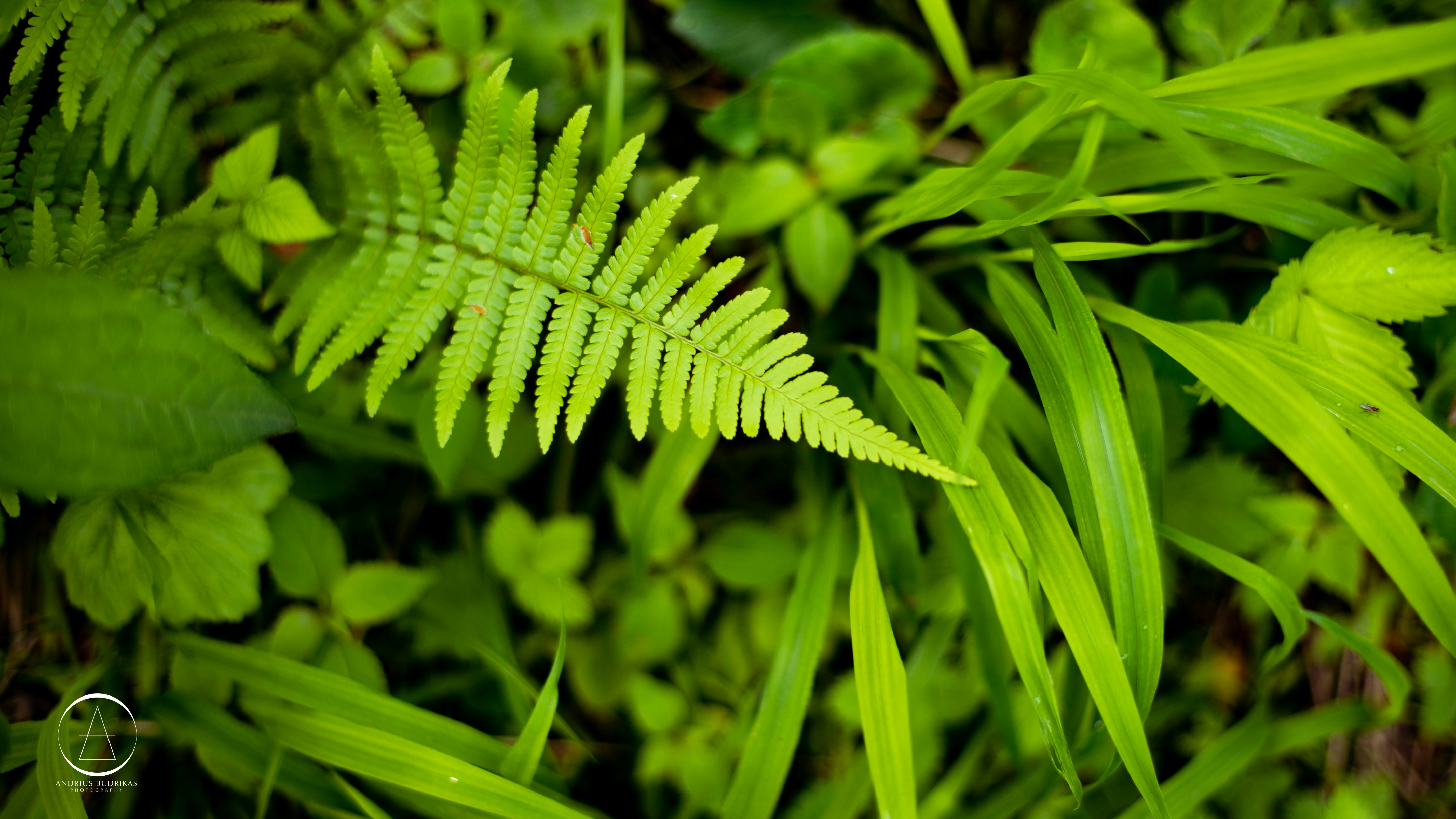 A close up of a green plant with leaves