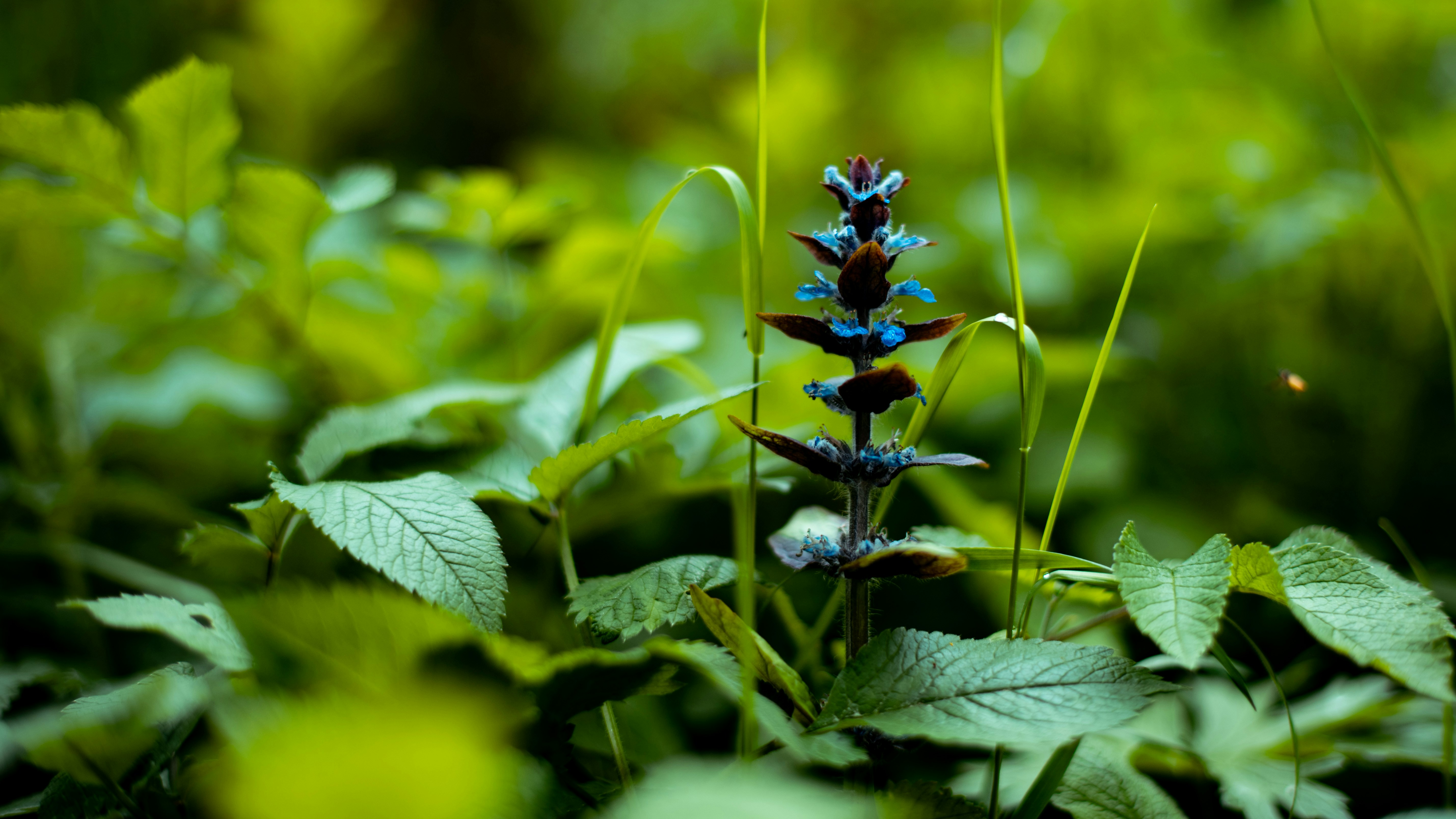 A close up of a flower in a field of grass