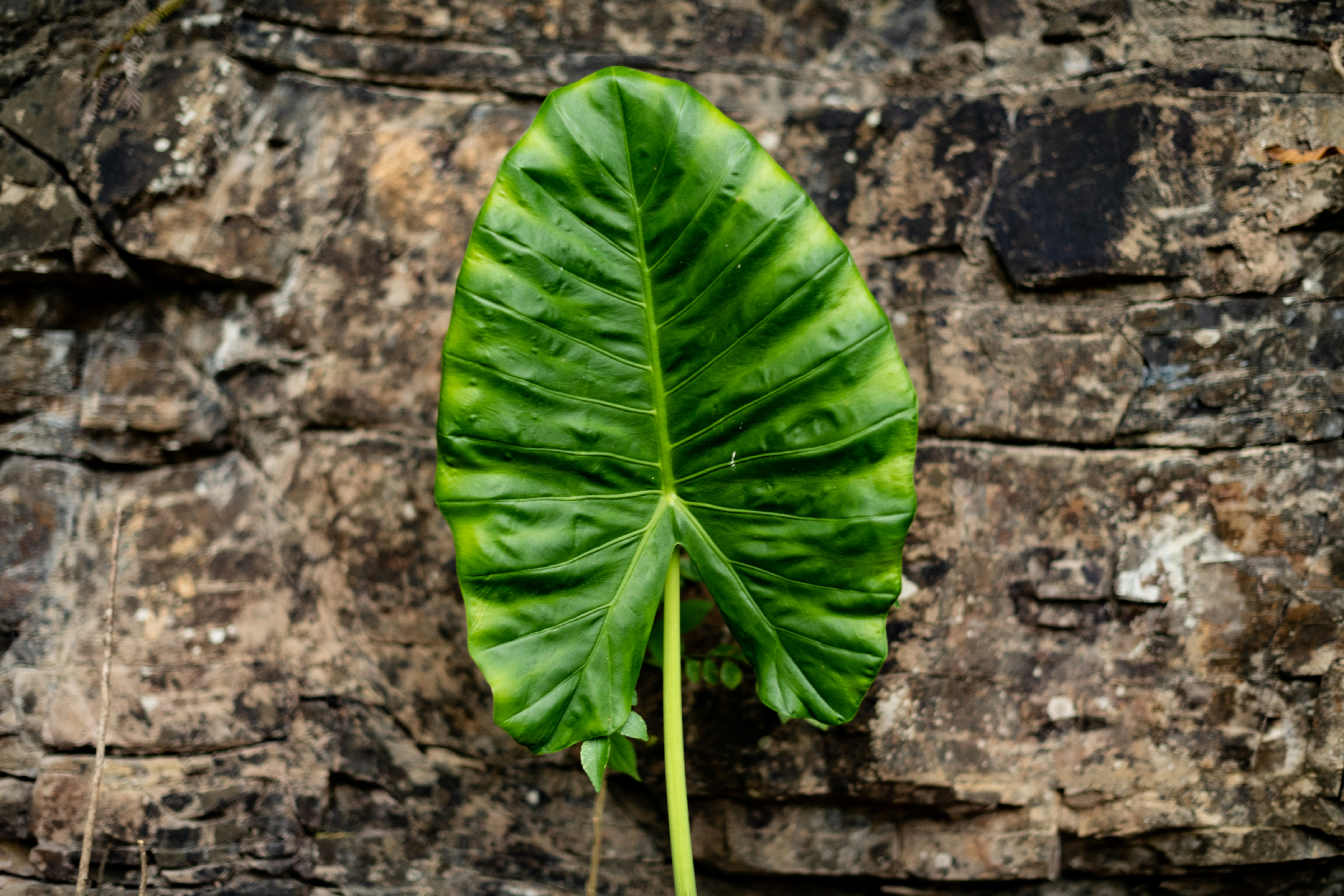 A large green leaf sitting on top of a wooden wall