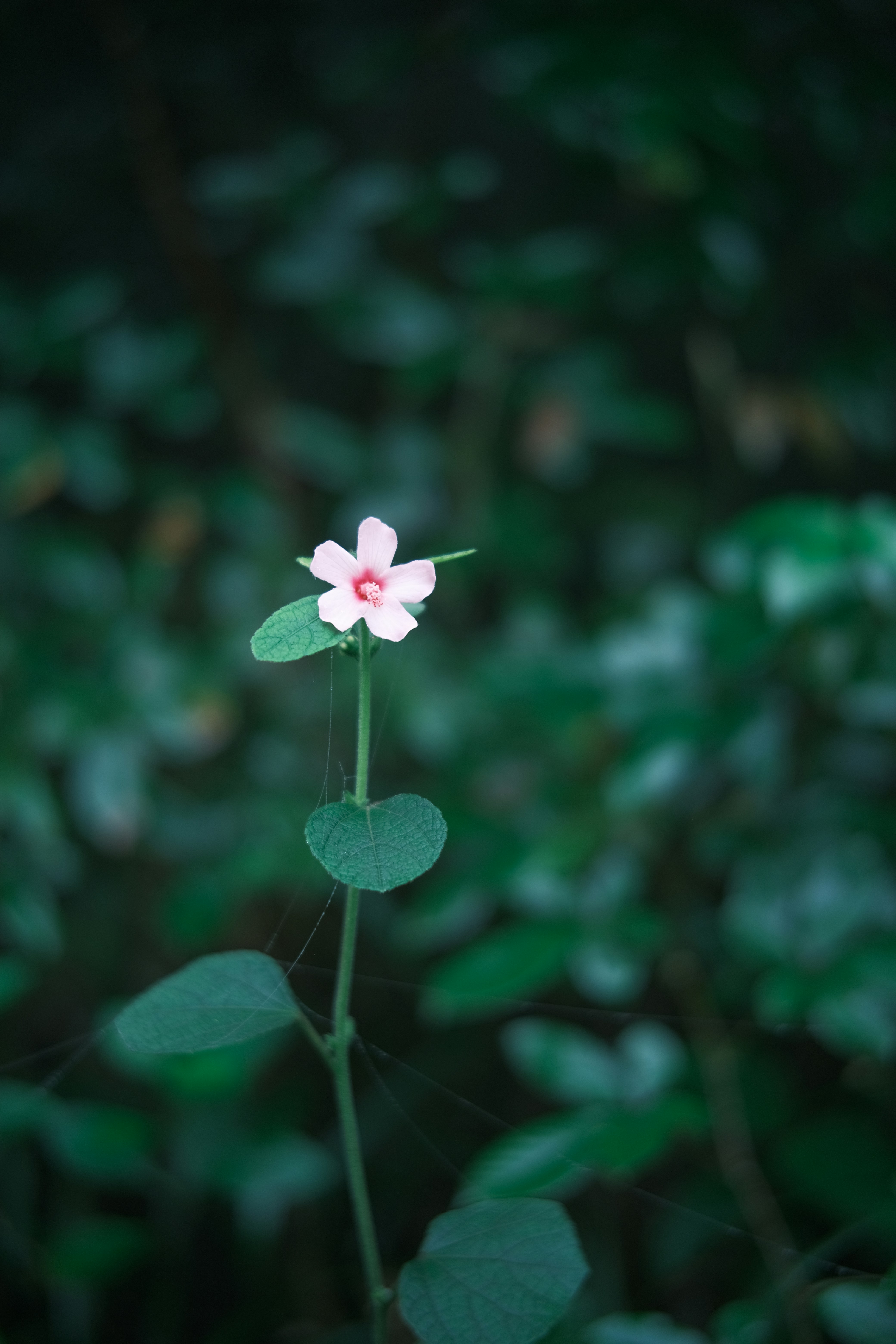 Photo by dvhoang2106