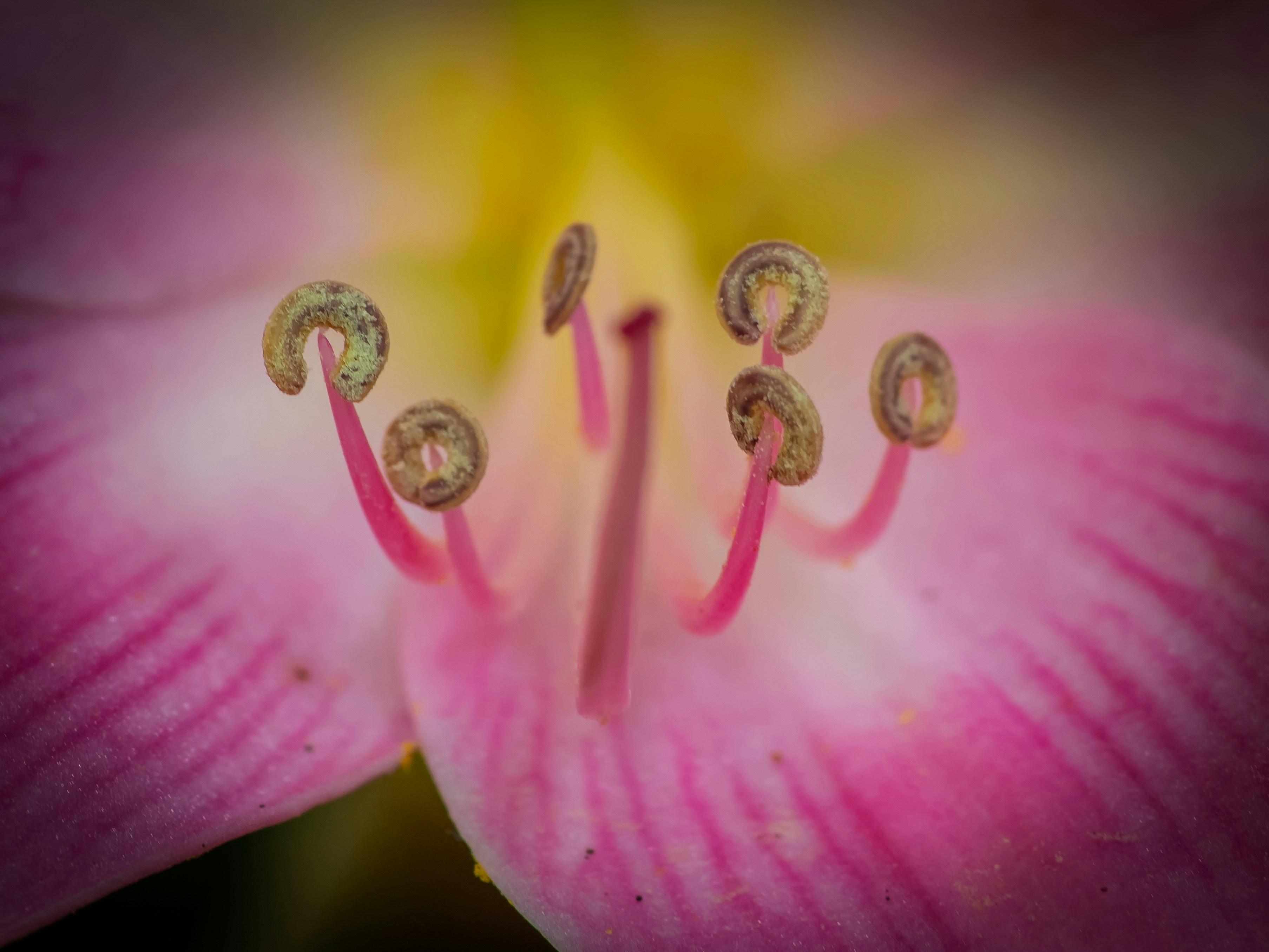 Un primo piano di un fiore rosa con un centro giallo