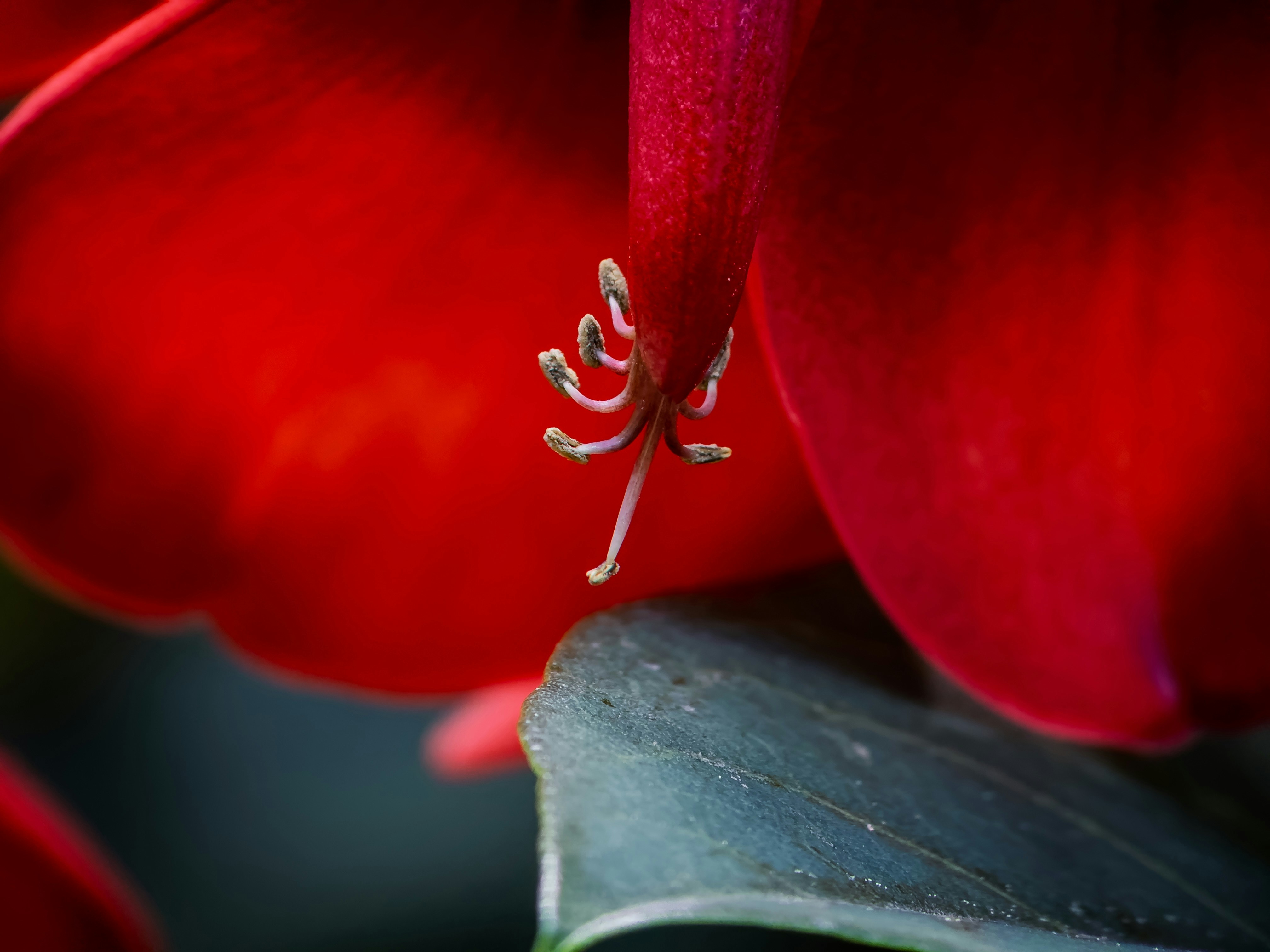 Un primo piano di un fiore rosso con uno sfondo sfocato