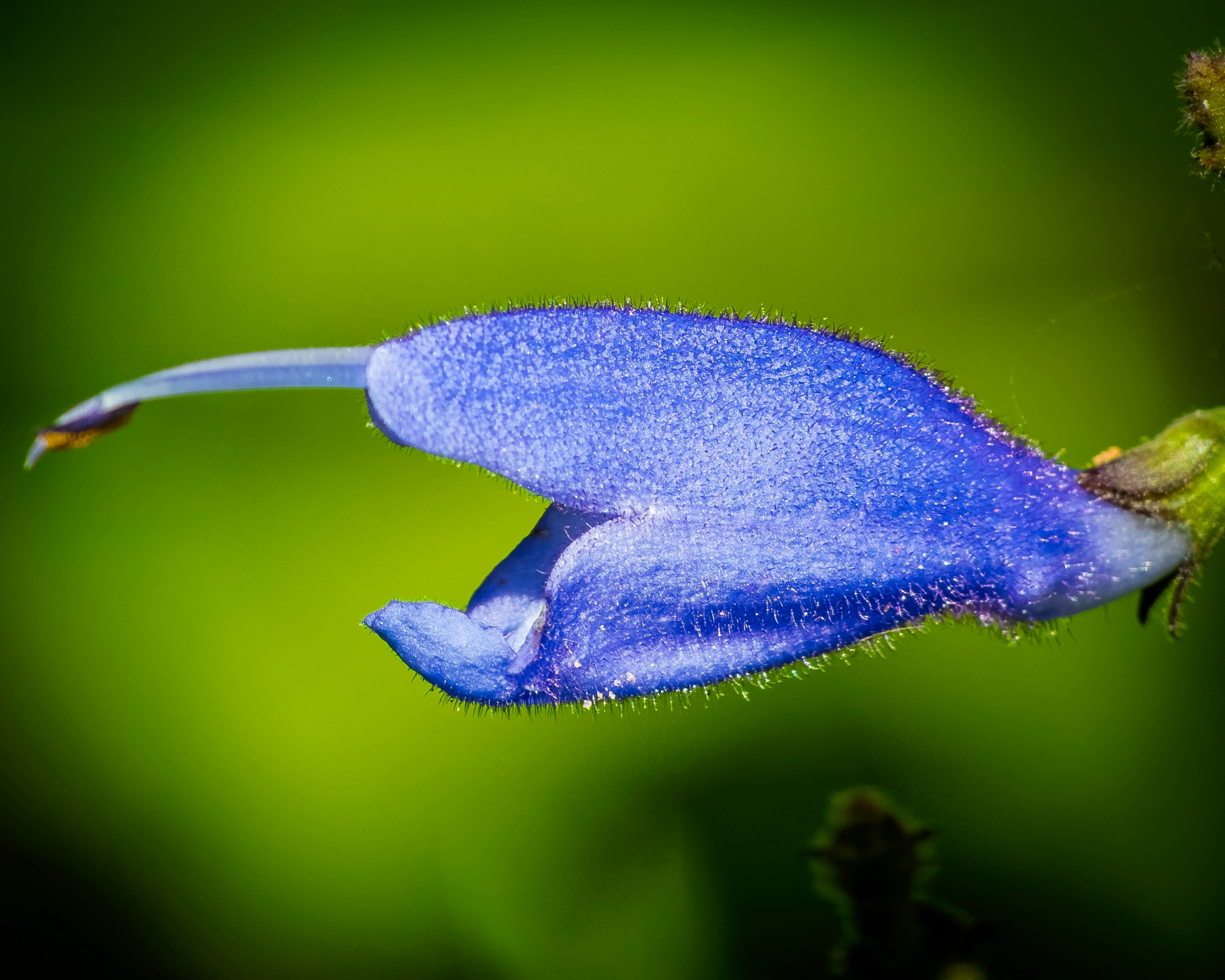 Un fiore blu con uno sfondo verde