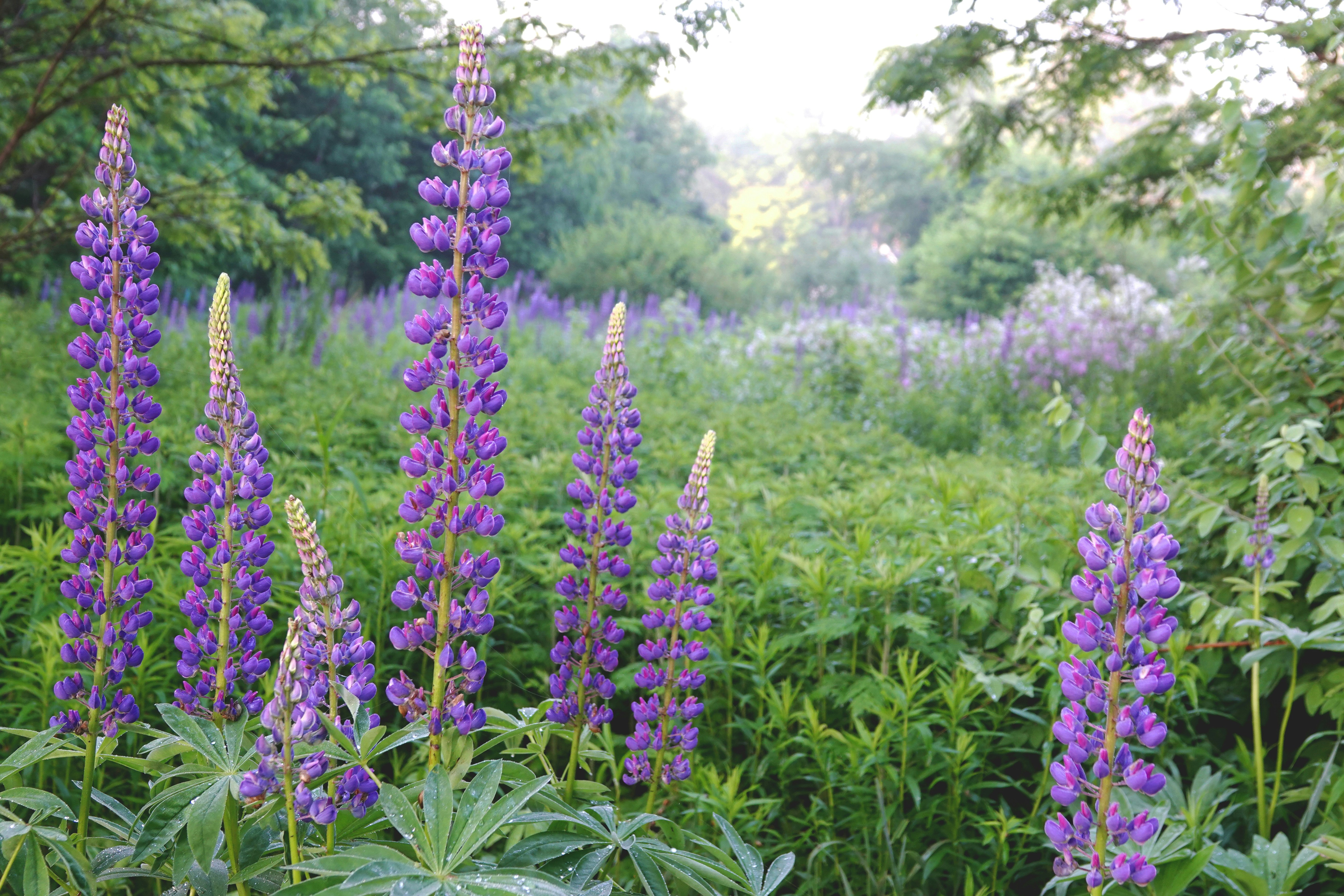 A bunch of purple flowers in a field