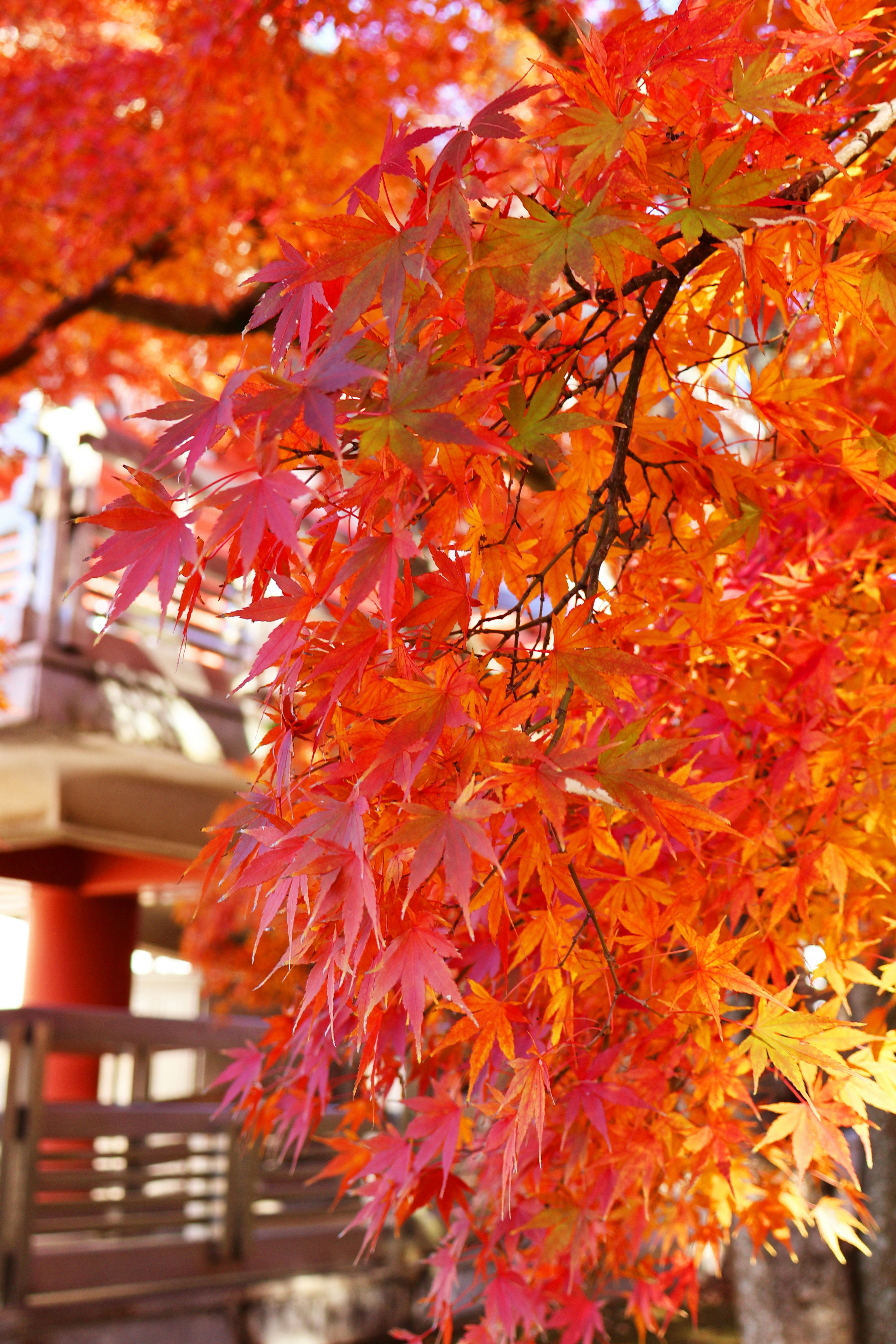 Japanese Autumn Scenery