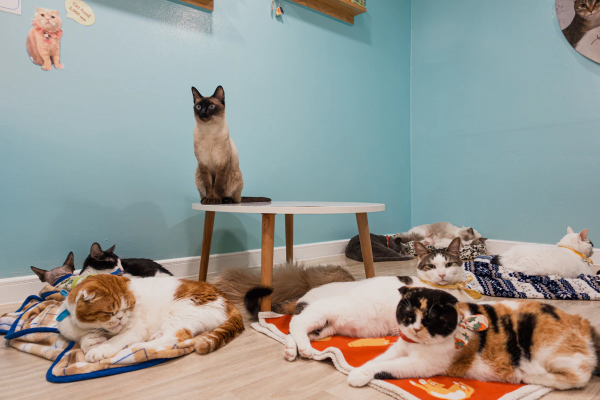 Why Veterinary Invoices Sit Unpaid Too Long in 2026