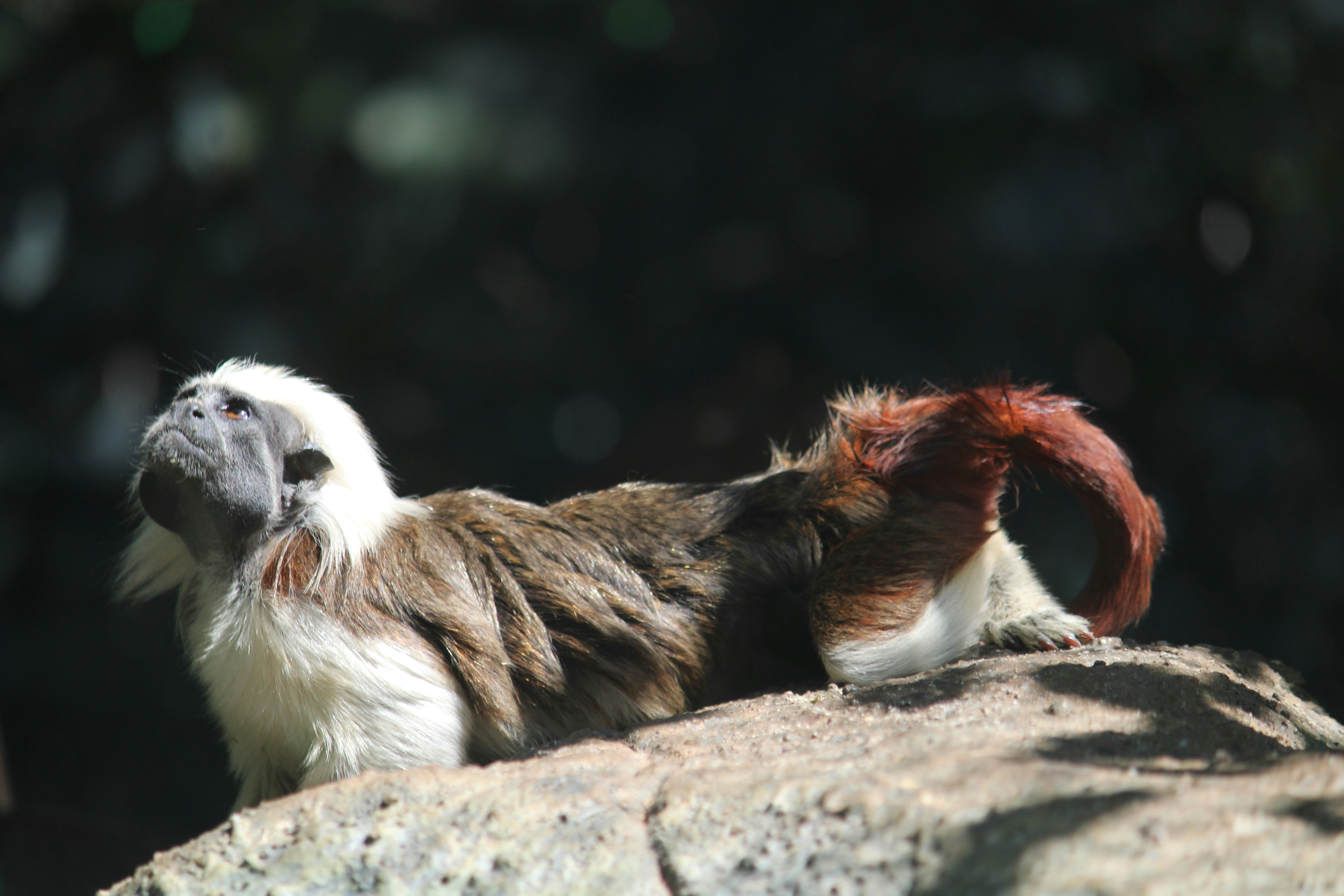 Ein braun-weißer Affe, der auf einem Felsen sitzt