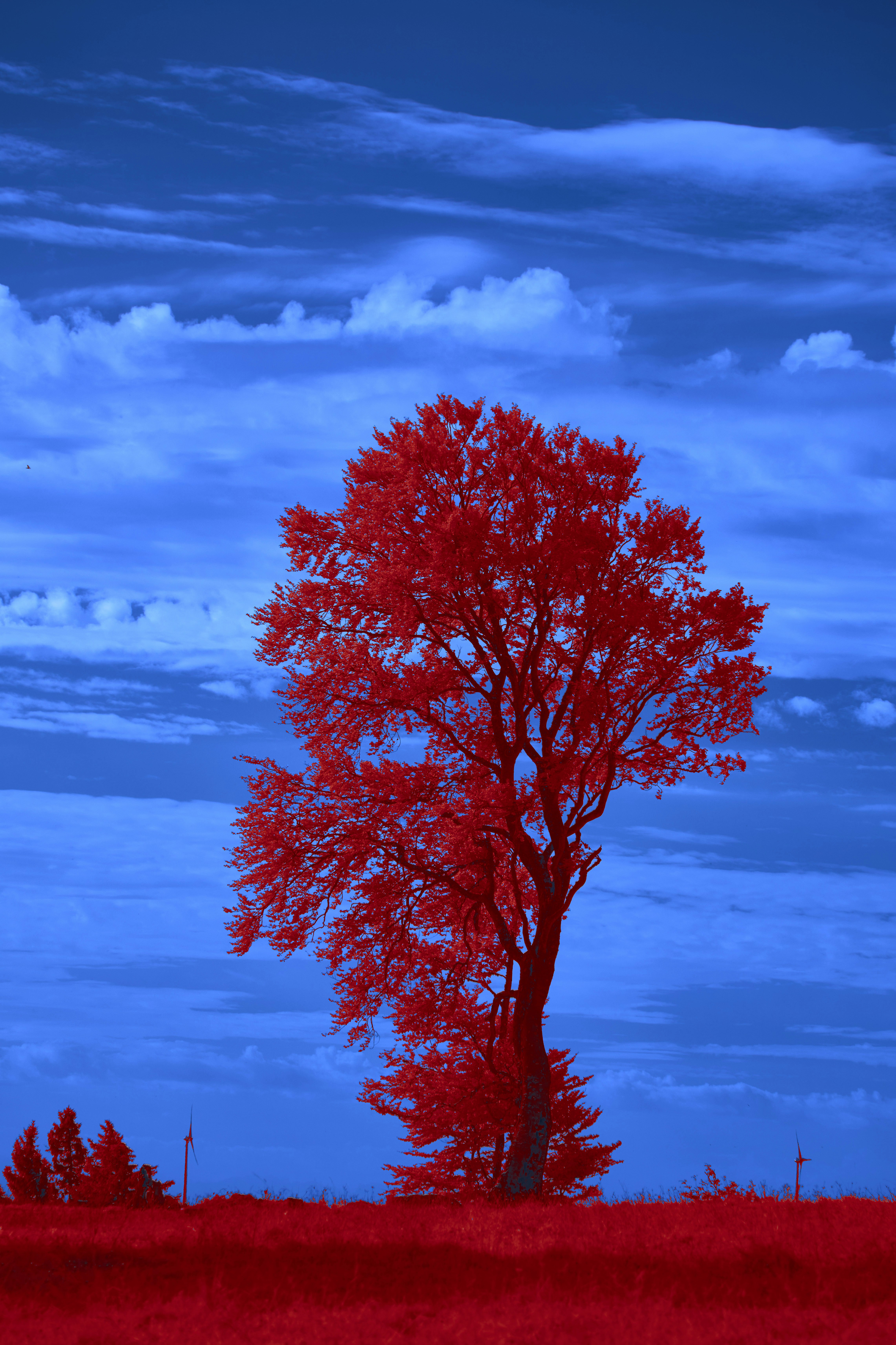 Photo by wolfgang_hasselmann