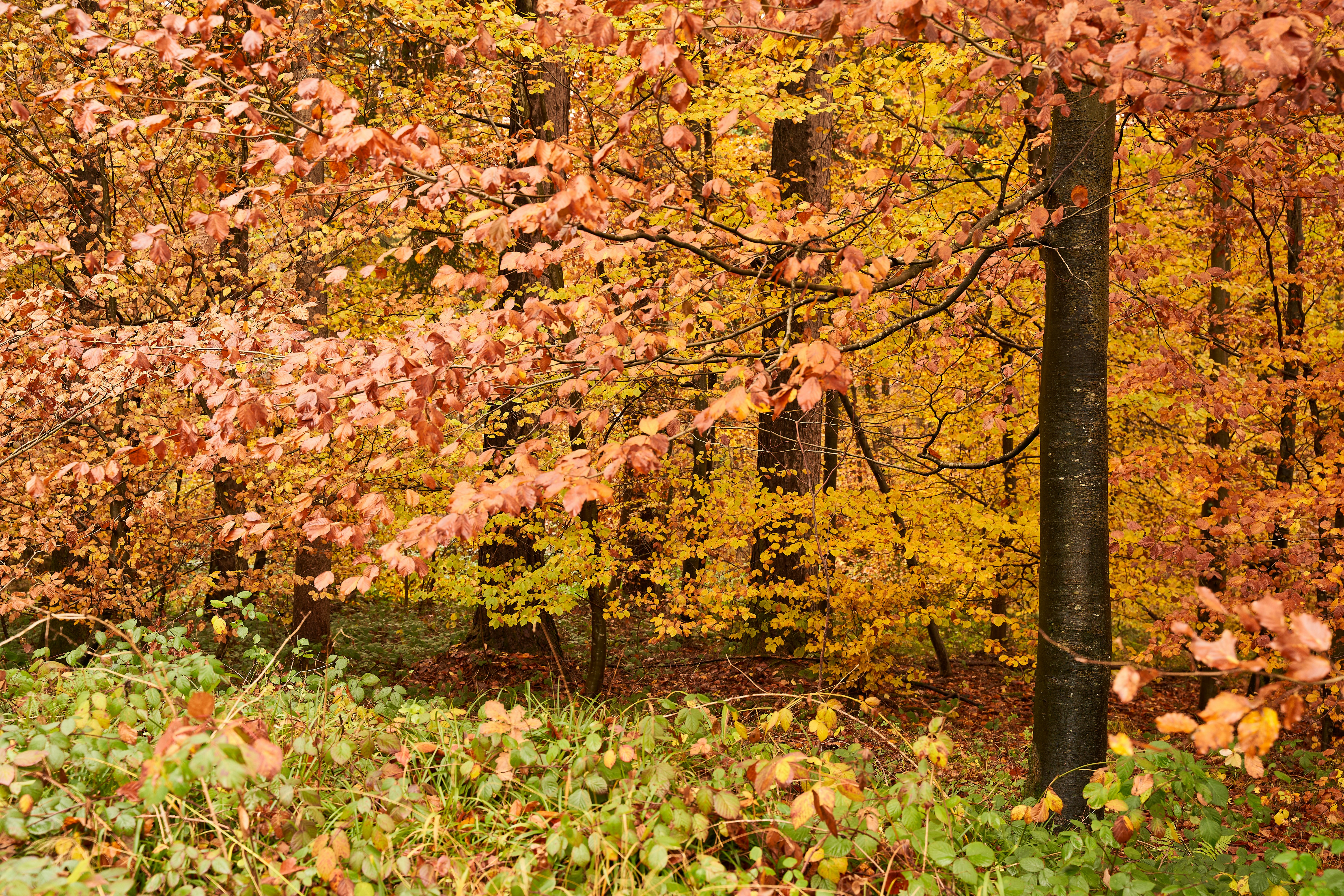 Photo by wolfgang_hasselmann