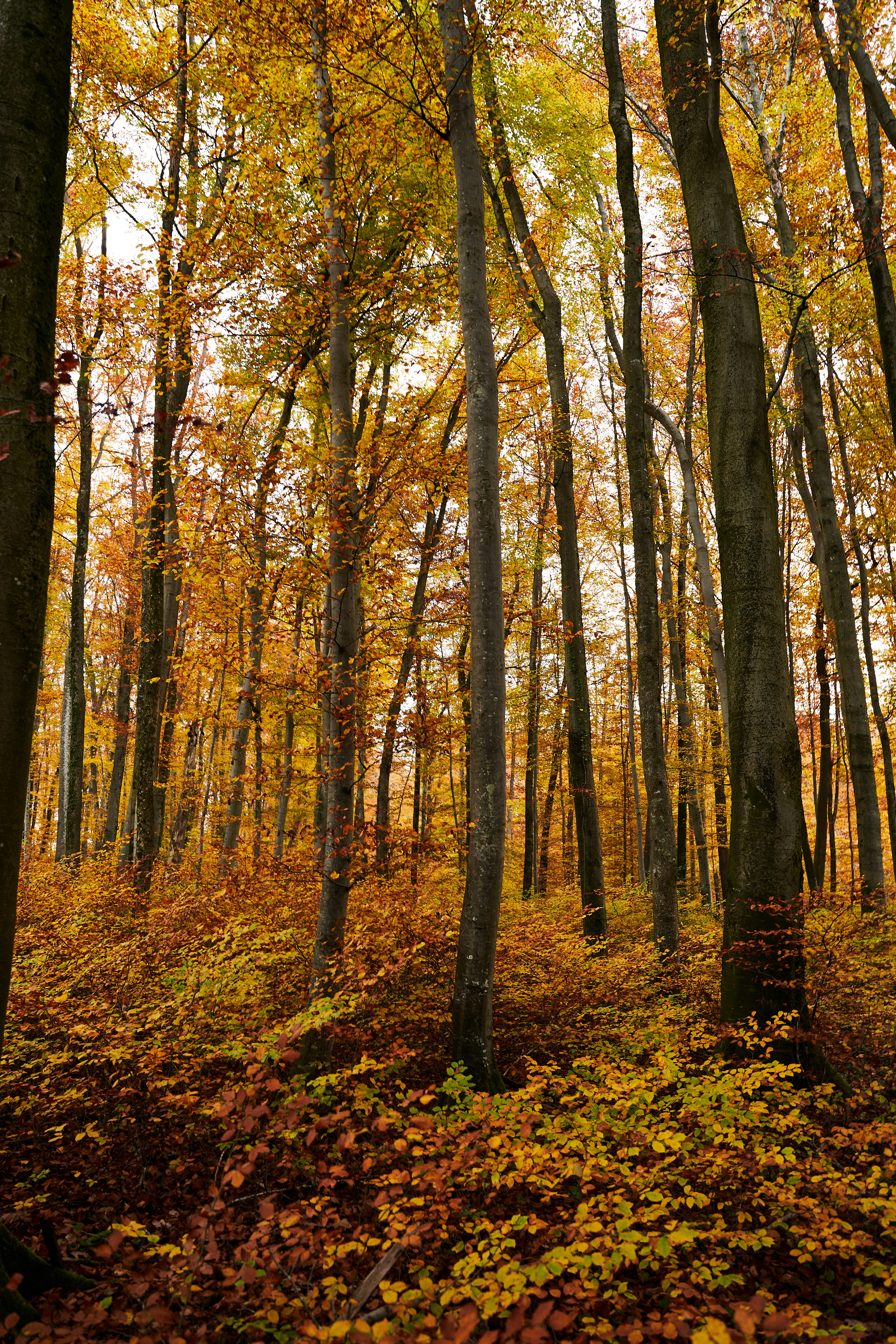 Photo by wolfgang_hasselmann