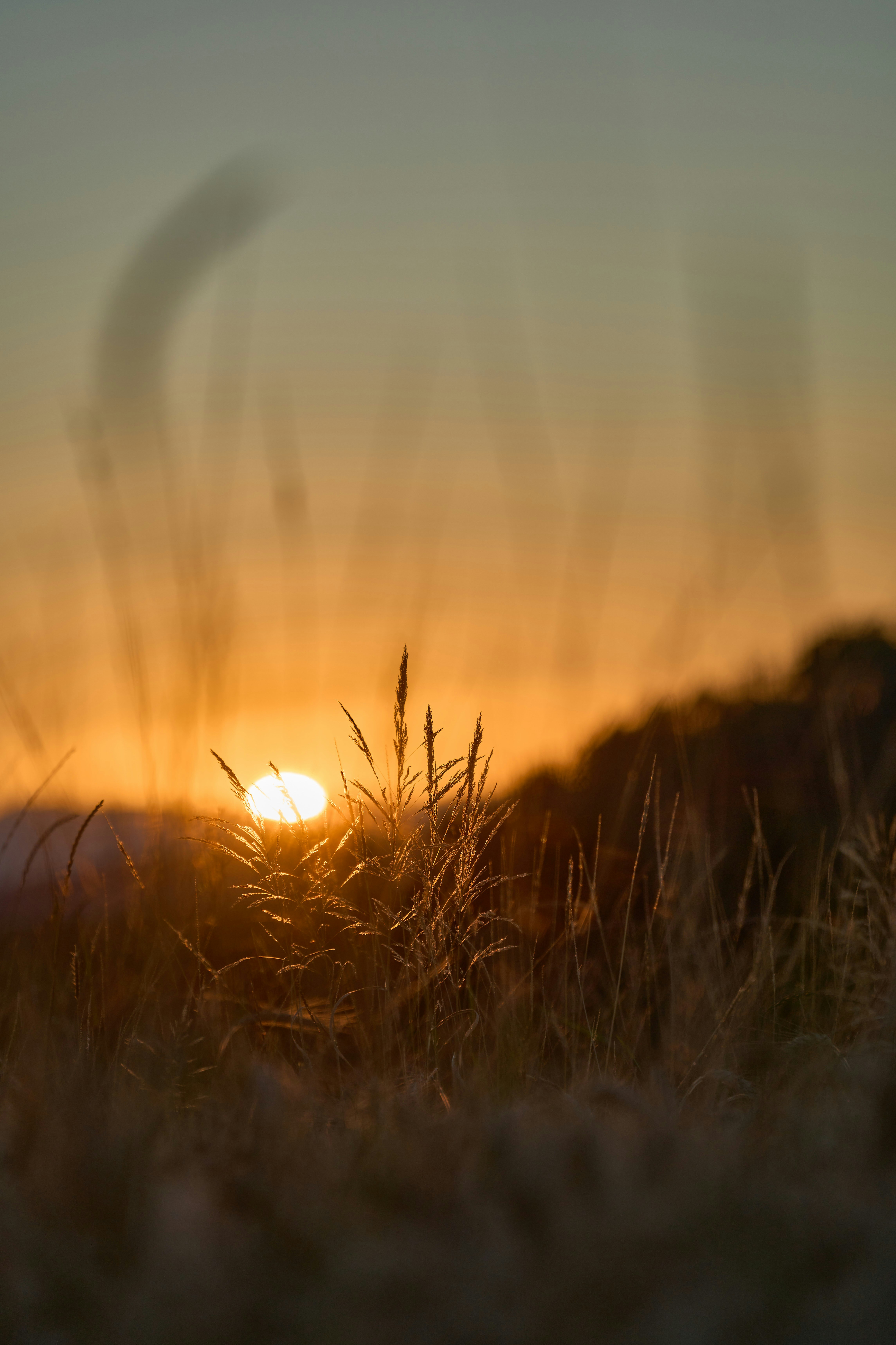 The sun is setting over a field of grass