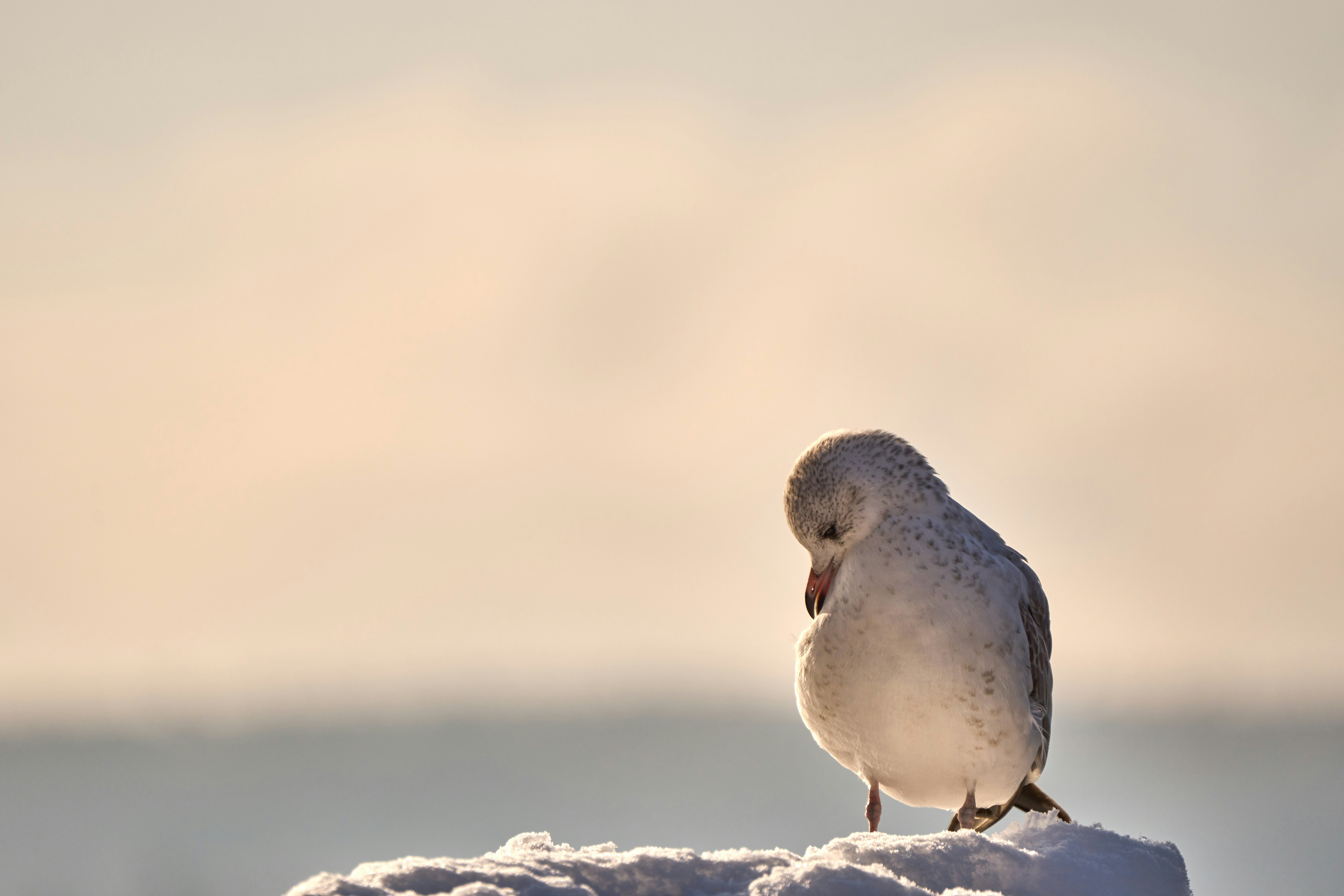 Photo by wolfgang_hasselmann