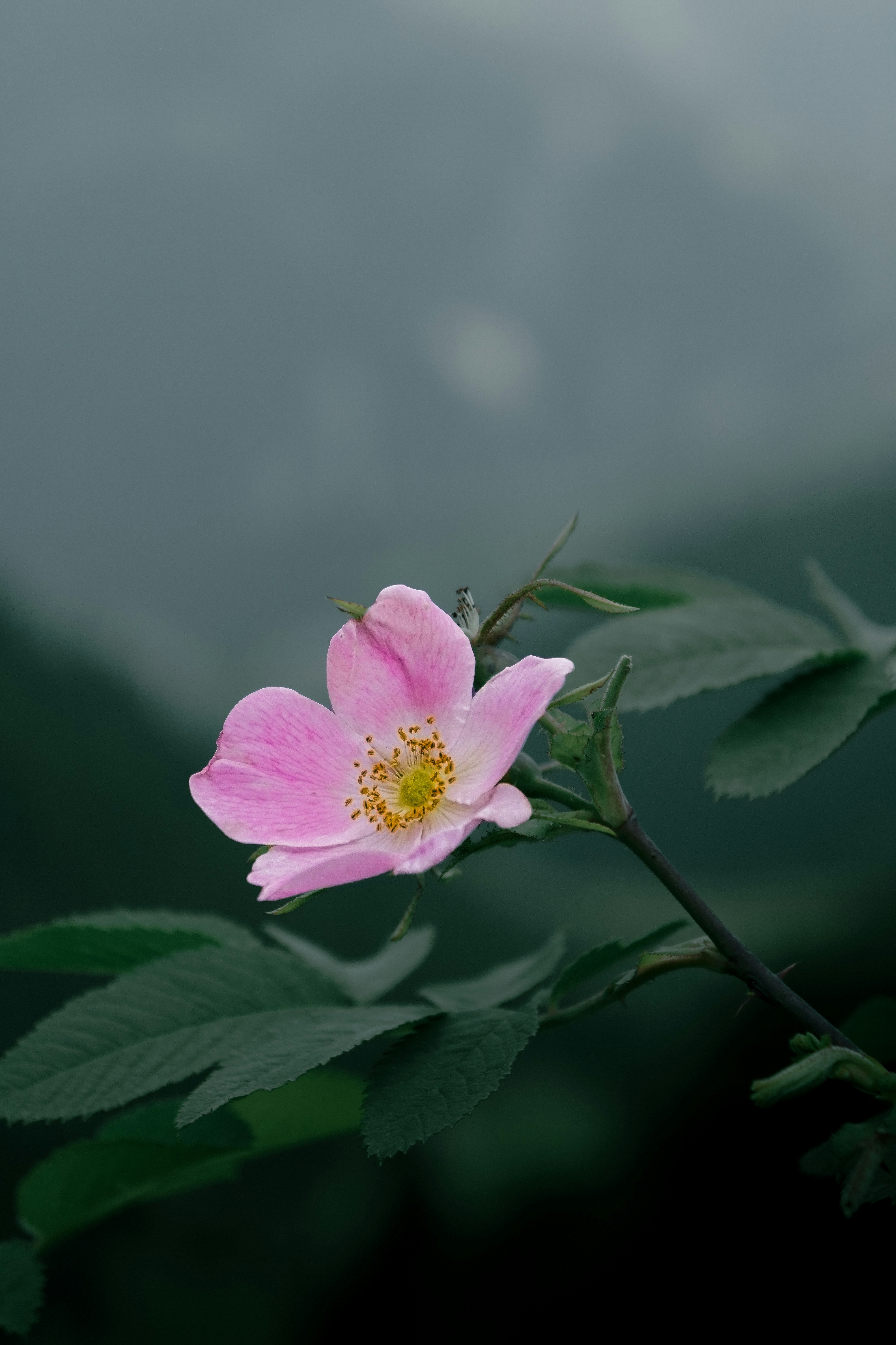 A pink flower with green leaves on a branch