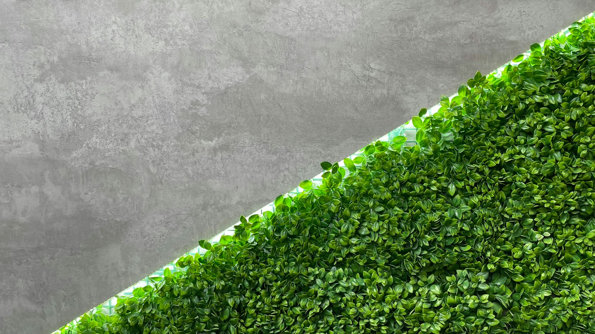 A close up of a green plant on a concrete surface