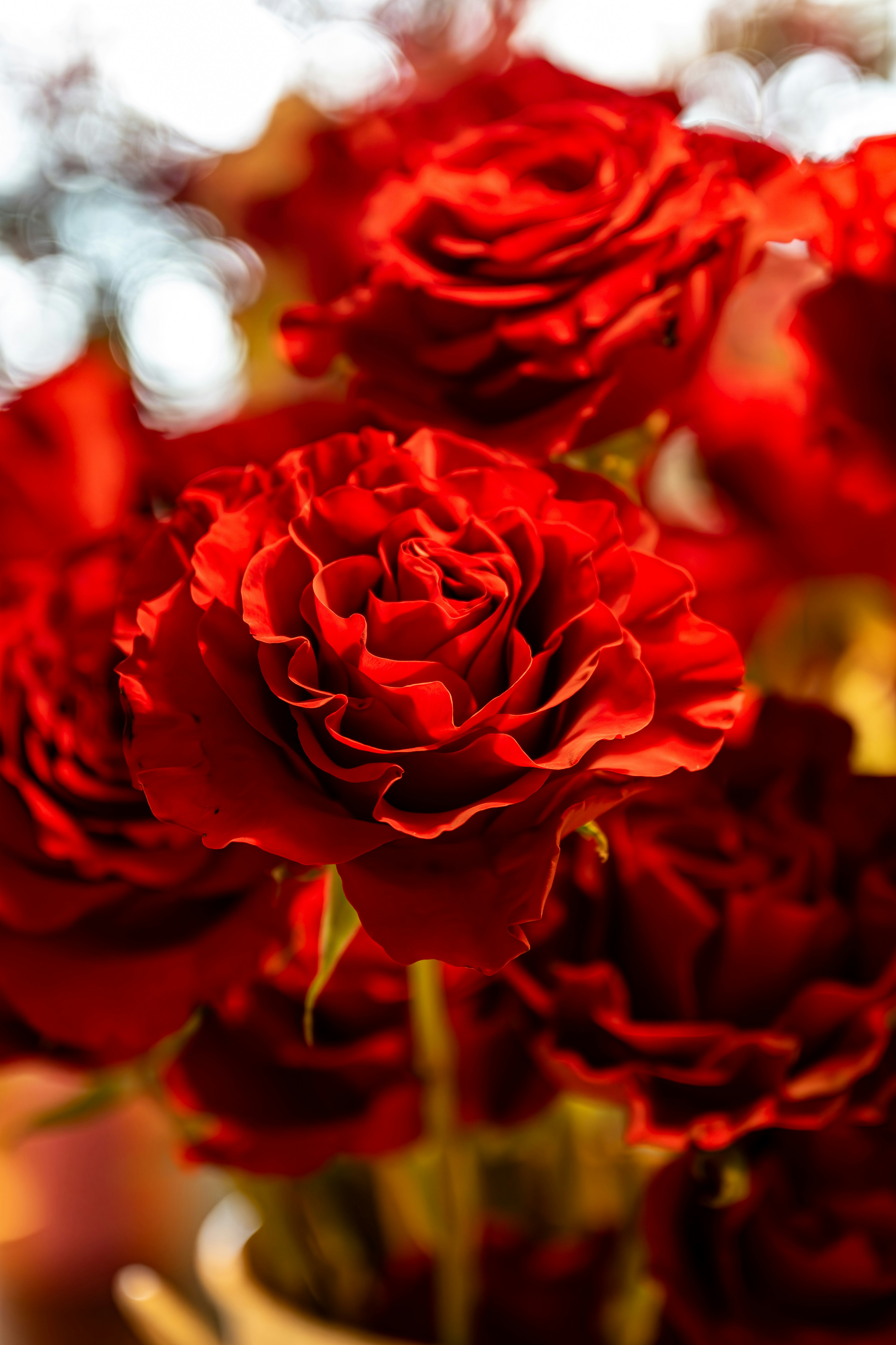 Photo by mycoolmedia