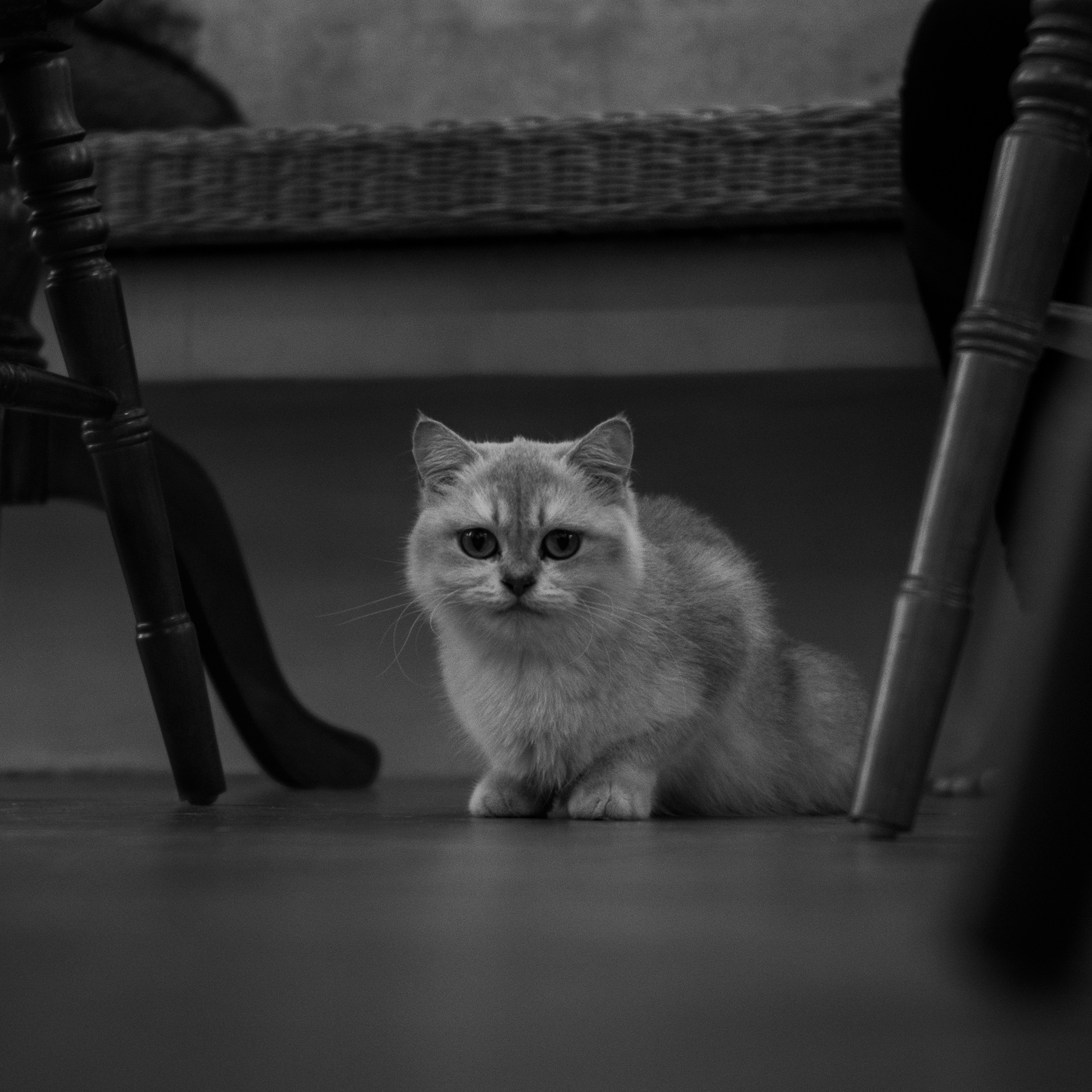 Waiting Patiently in Their Favorite Spot (image credits: unsplash)