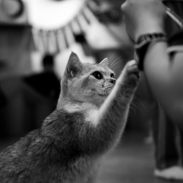 A cat reaching up to a person's hand