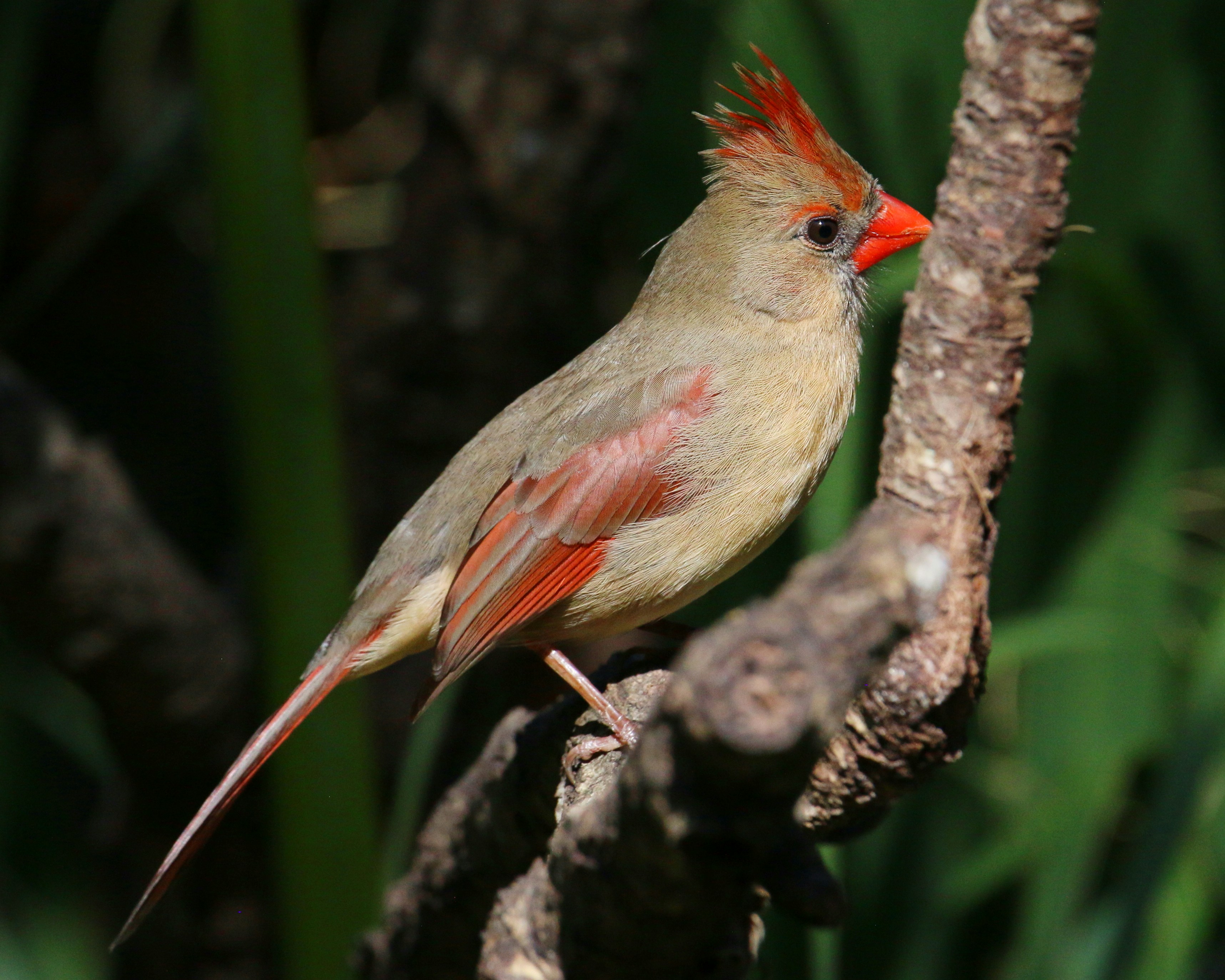 Photo by goldenplover31