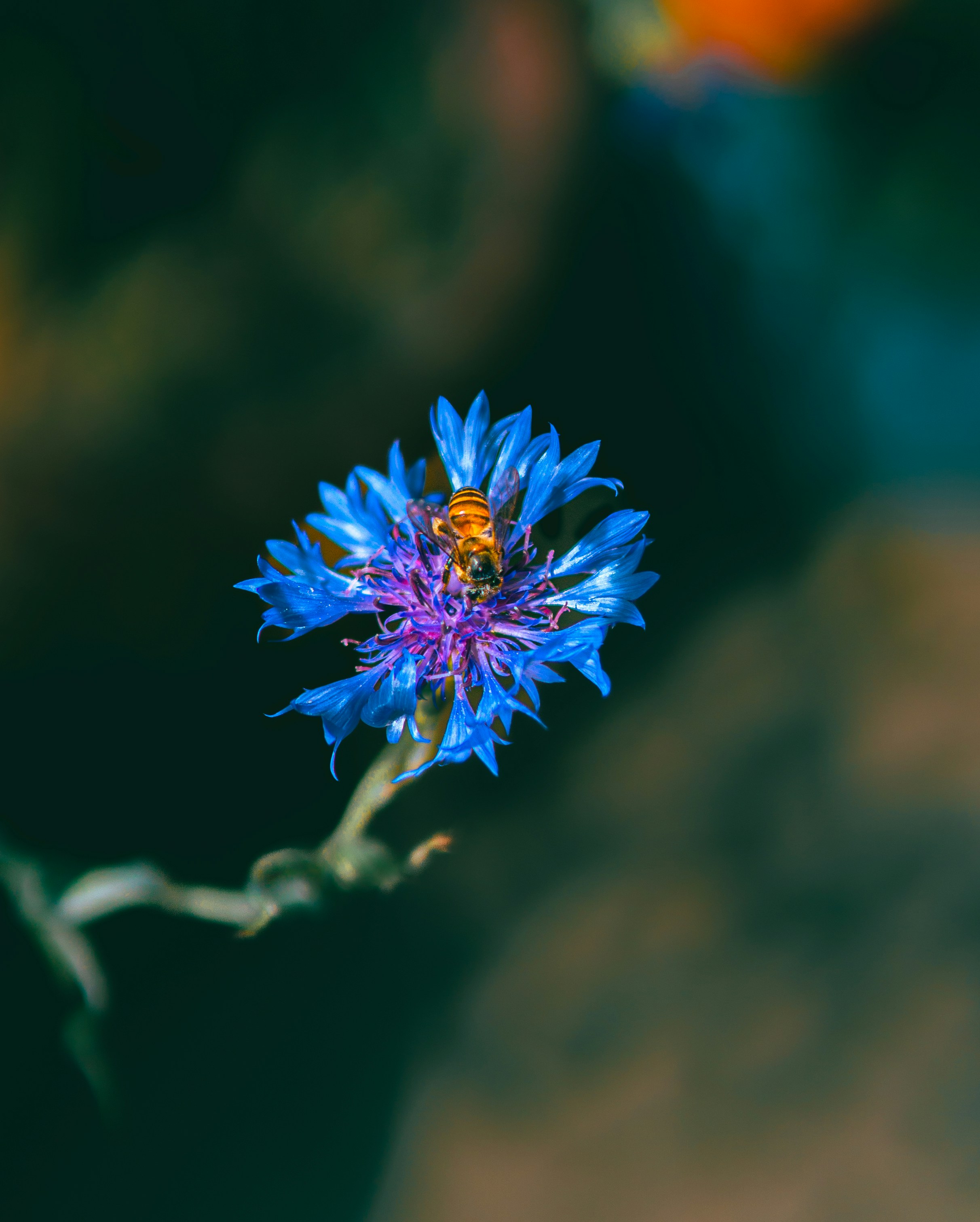 Photo by sujit_mondal