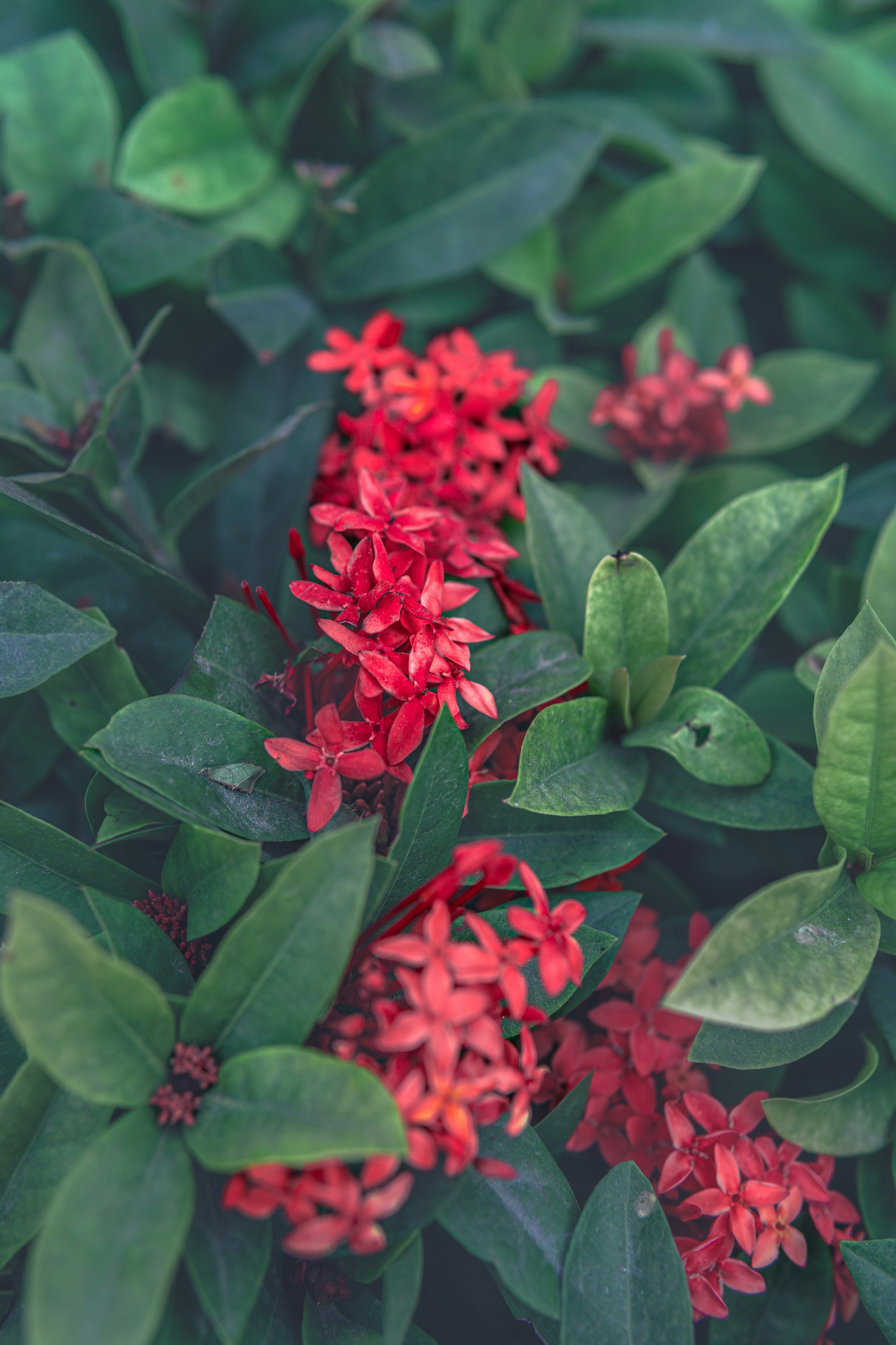 Photo by sujit_mondal