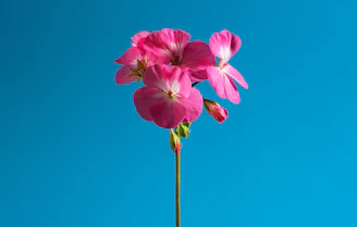 A single pink flower on a stem against a blue sky