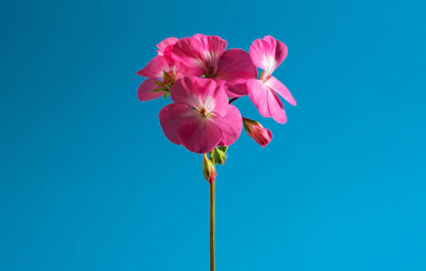 A single pink flower on a stem against a blue sky